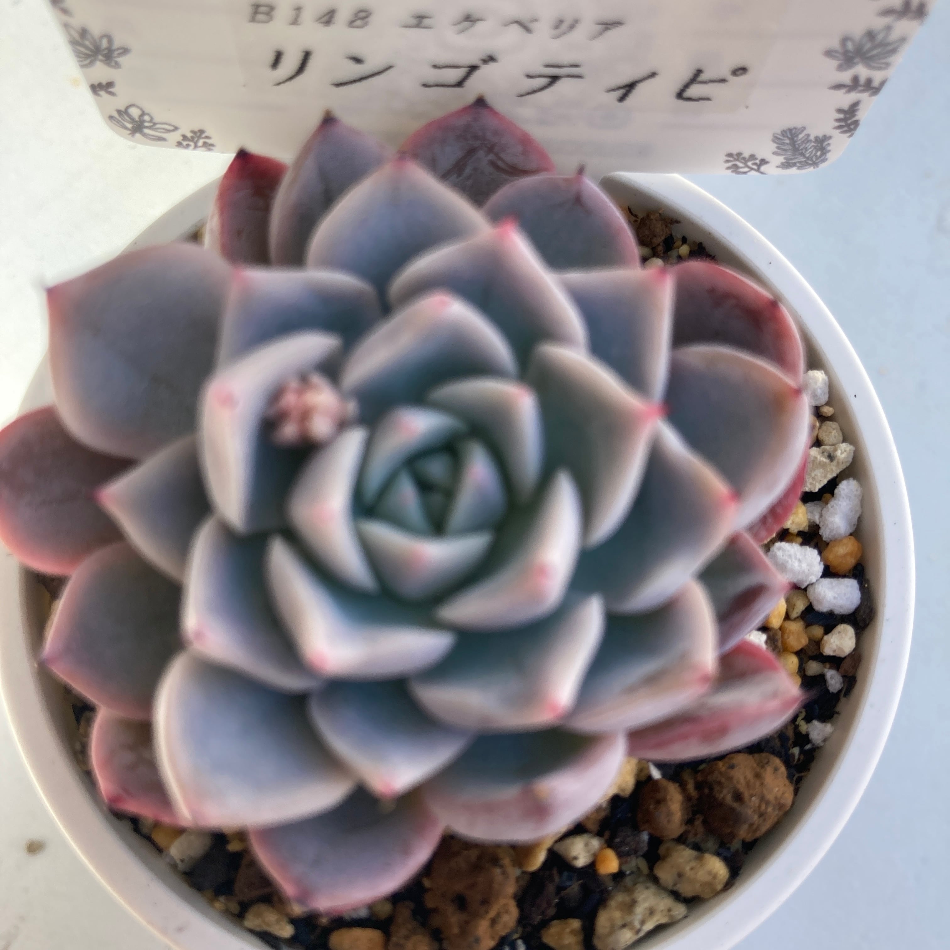 苺ティピ 多肉植物 8d74c07f5b63e8a018c5a78504fba9