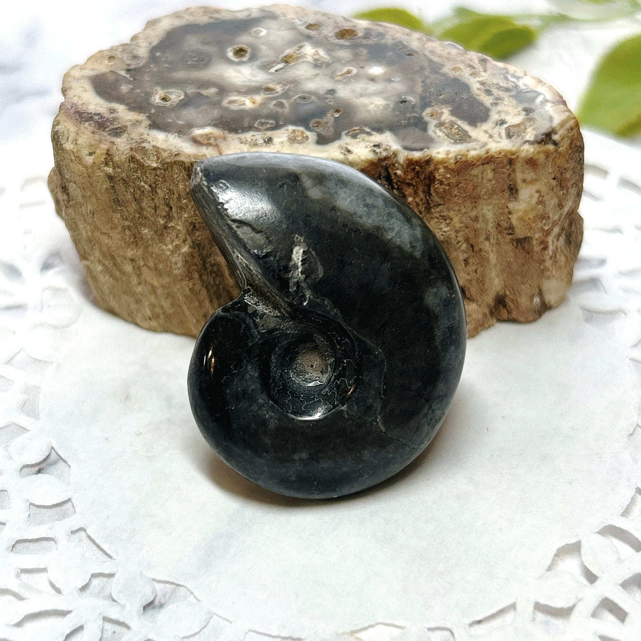 ONo106.化石　　アンモナイト他8点入標本　＊碧魚堂＊ : No.4051 アンモナイト化石 アンモナイト 化石 レインボー 遊色 虹色 クリオニセラス 化石標本  天然石、原石、パワーストーン好きに。 : おもちゃ