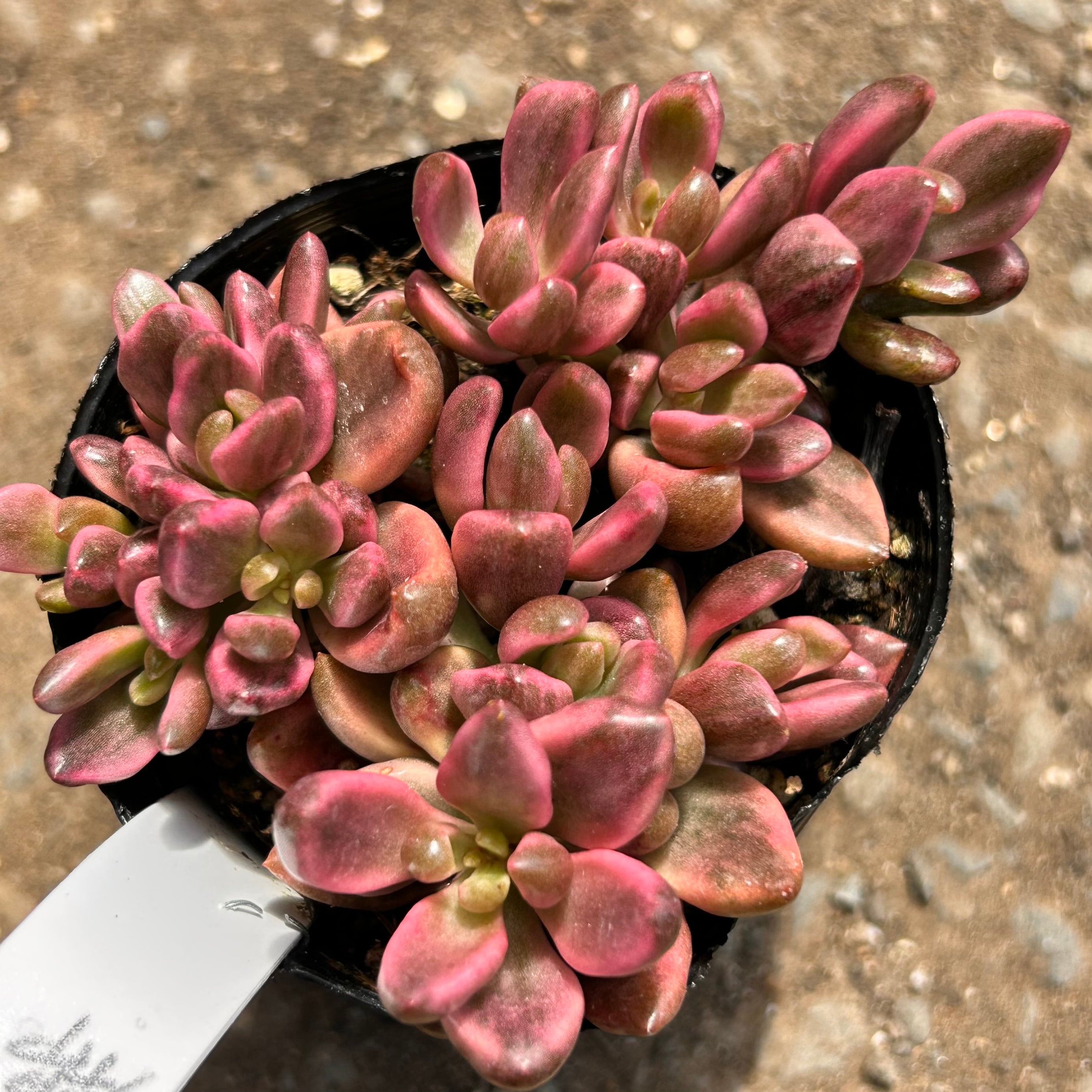 錦 | RuPo 多肉植物専門店
