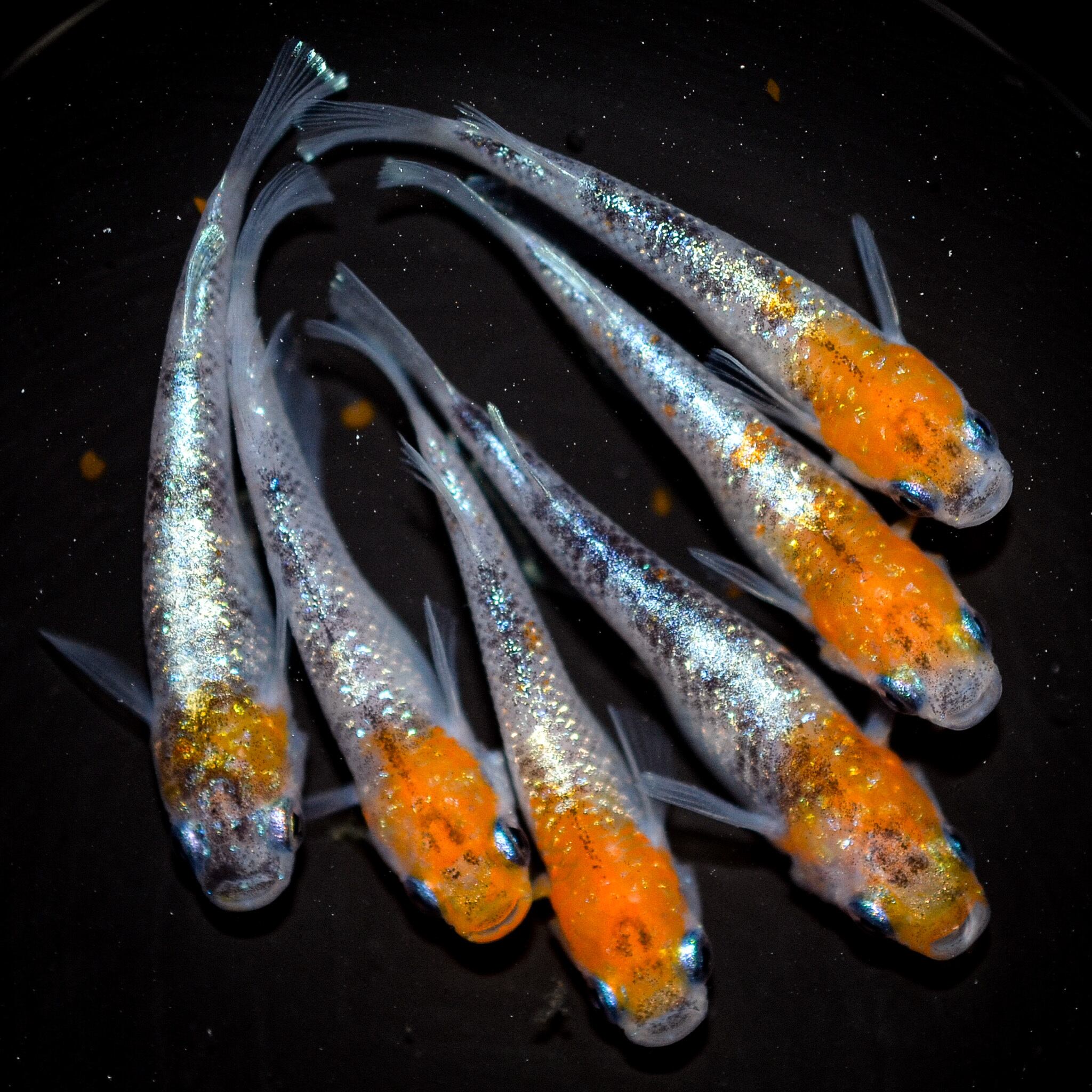 【額装済み】雪国の夫婦自販機 ガッシュ画 加藤武夫 版画 木版画 奥入瀬紅葉 額装 - メルカリ