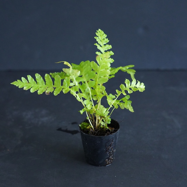 ブレクナム ブラジリエンセ'ボルケーノ' Blechnum brasiliense 'Volcano'（シダ植物）◆Lカップ