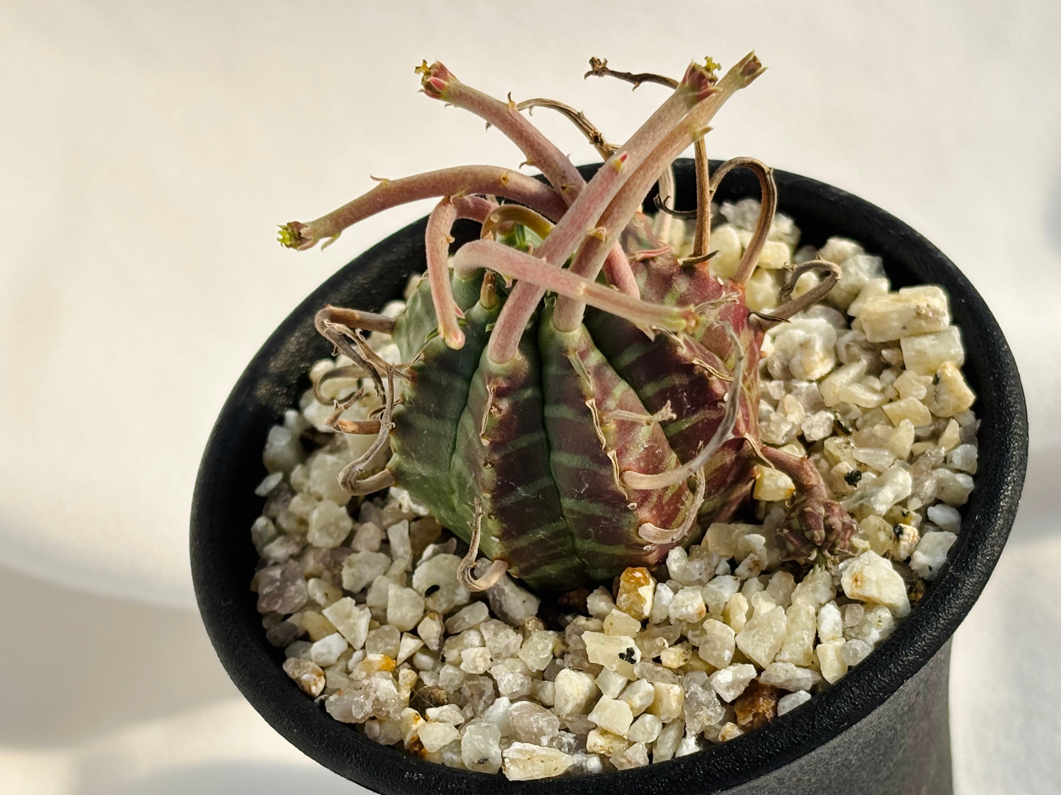 ユーフォルビア・スーパーブラックバリダ改ハイブリッド 雌株♀ ユーフォルビア・スーパーブラックバリダ改ハイブリッド 雌株♀