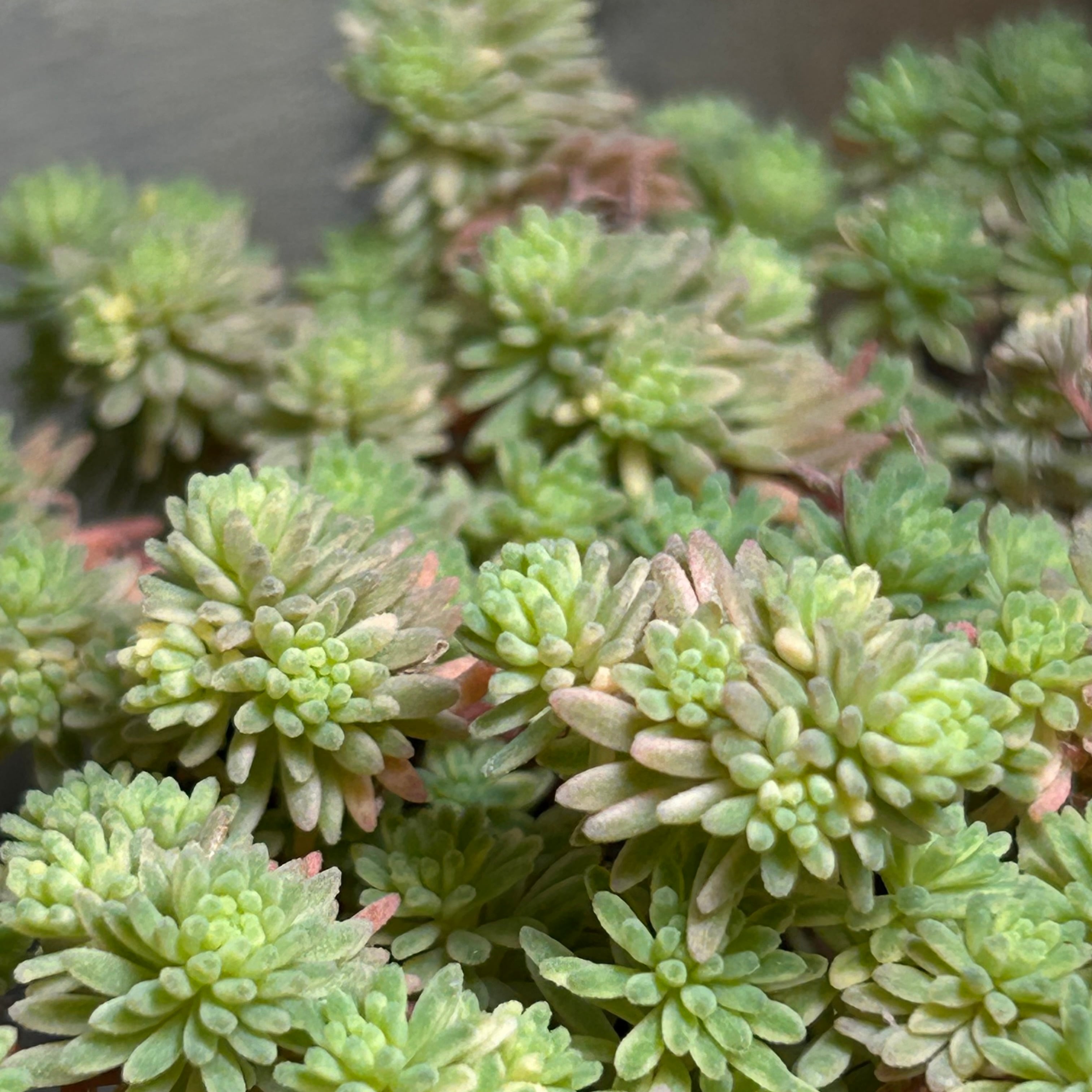 錦 | RuPo 多肉植物専門店