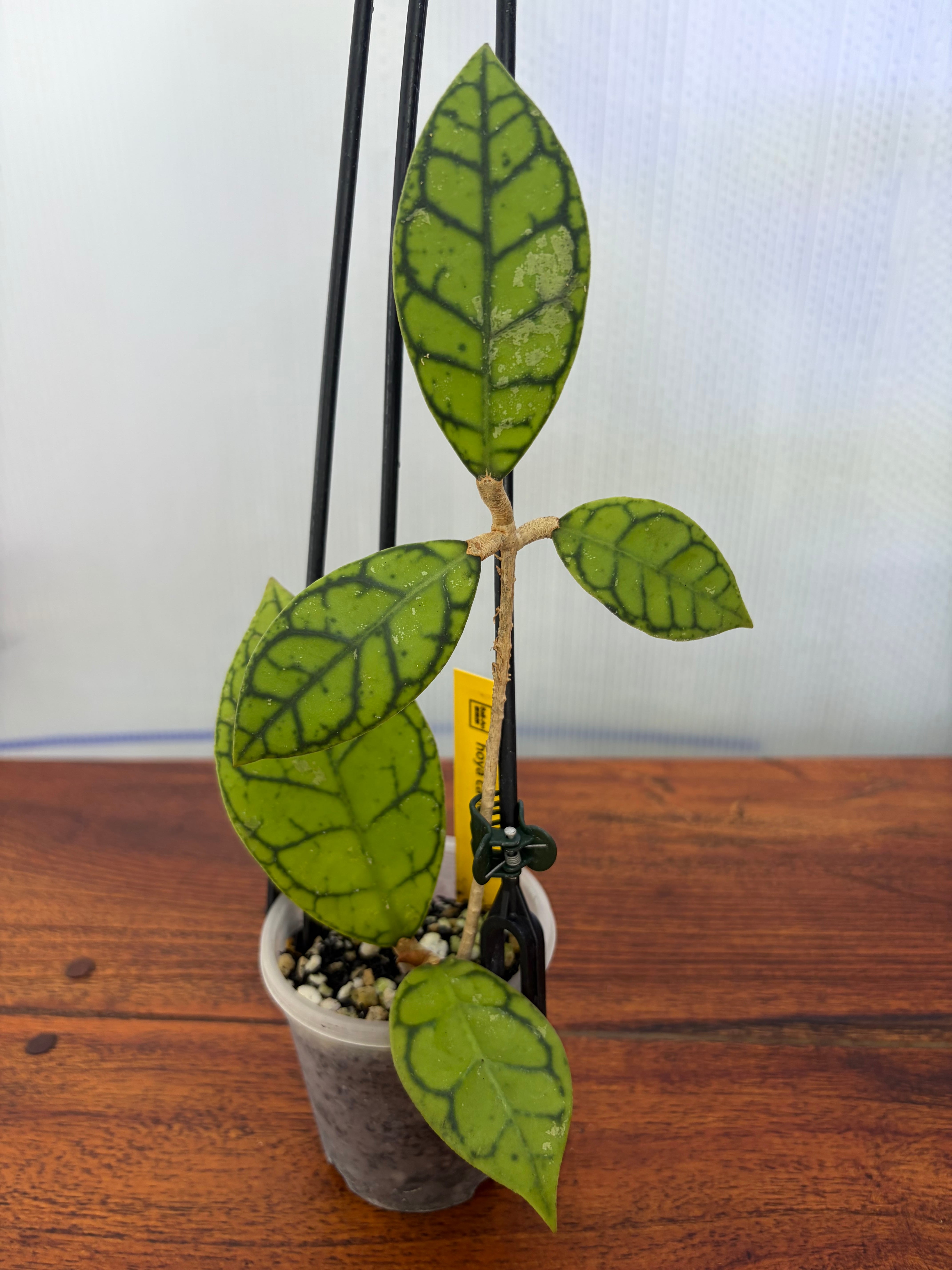 Hoya | BALI-AN 園芸