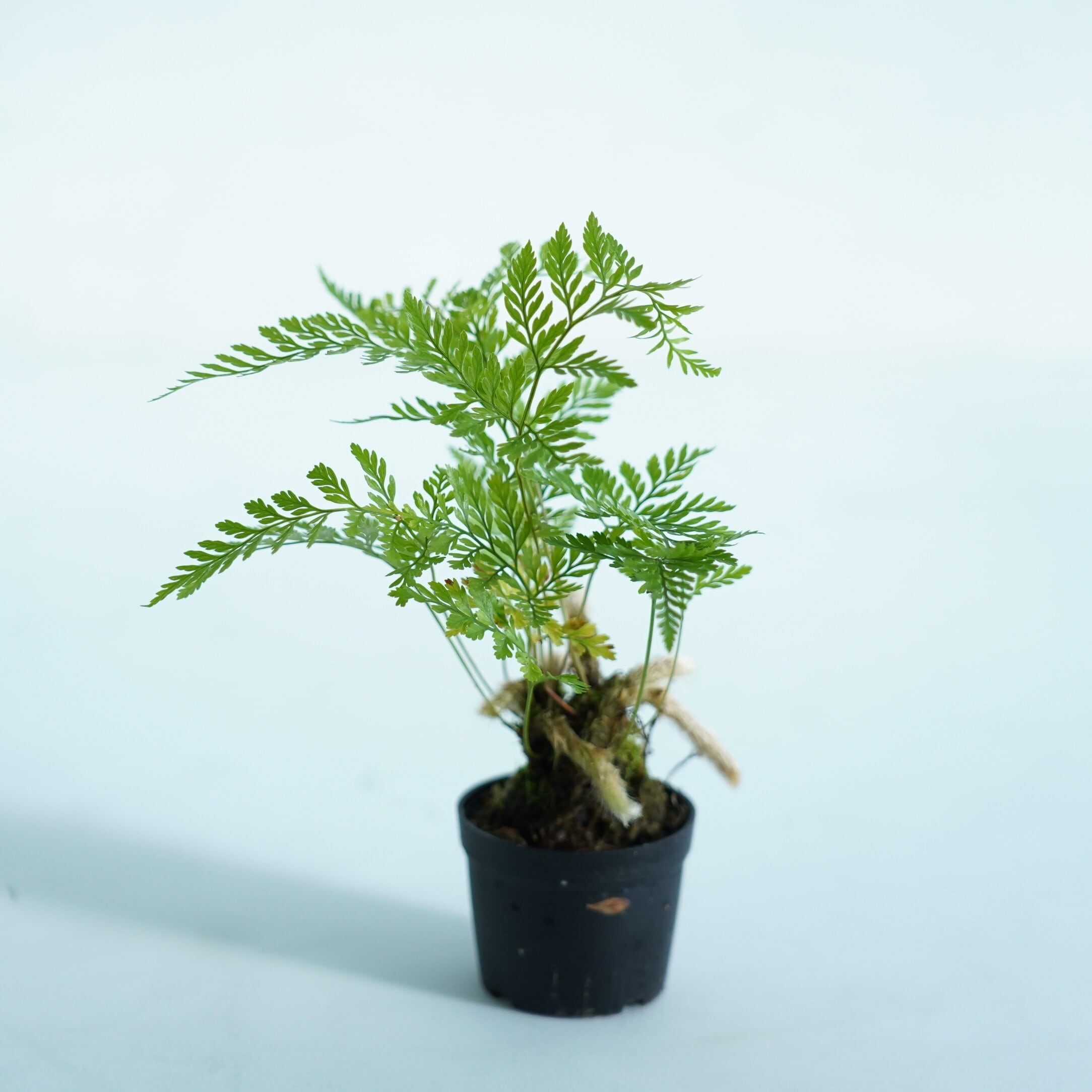 シノブ Davallia mariesii(シダ植物)苔テラリウム作製用素材