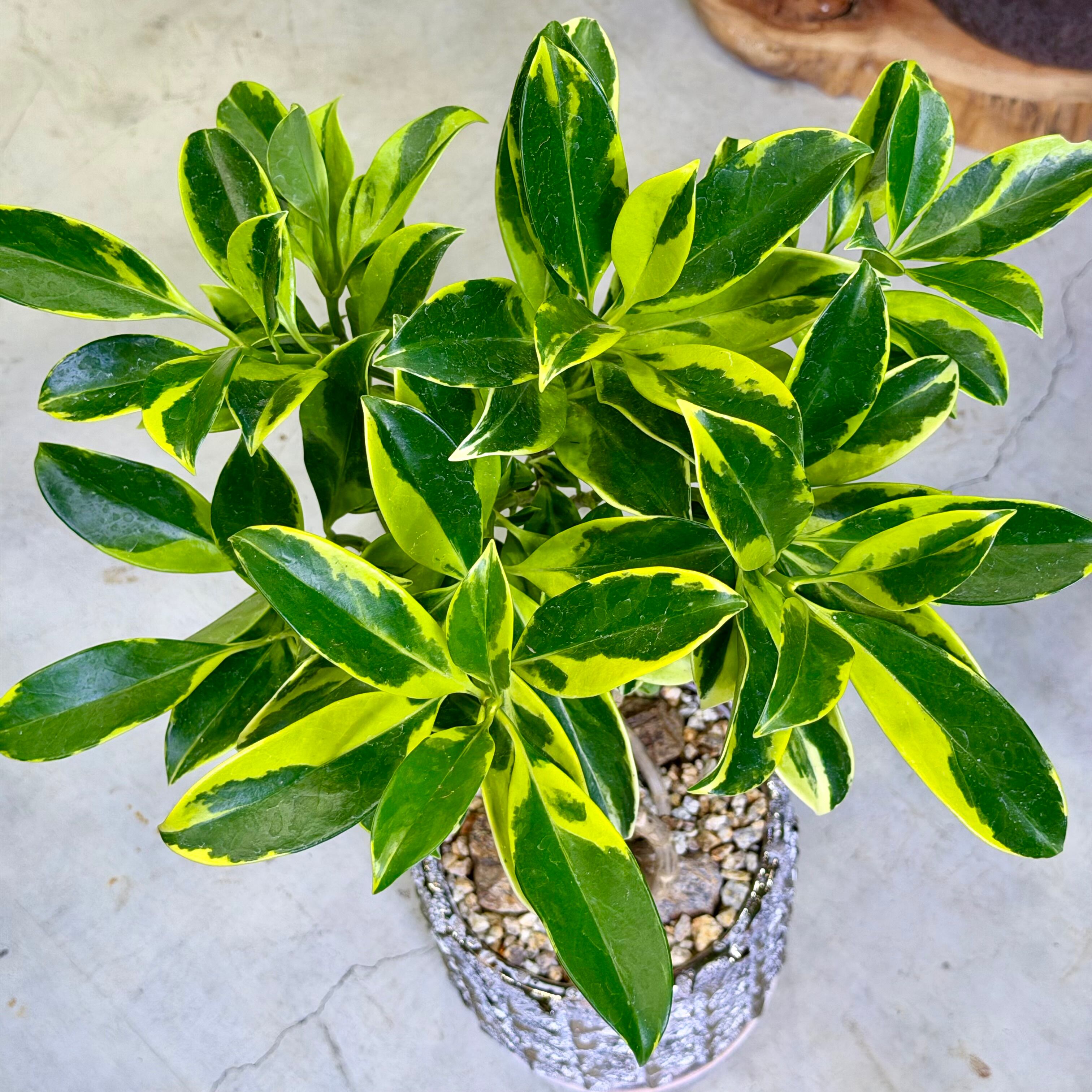 ファグラエア・ベルテロアナ 'バリエガータ' | barrelplants_BONSAI