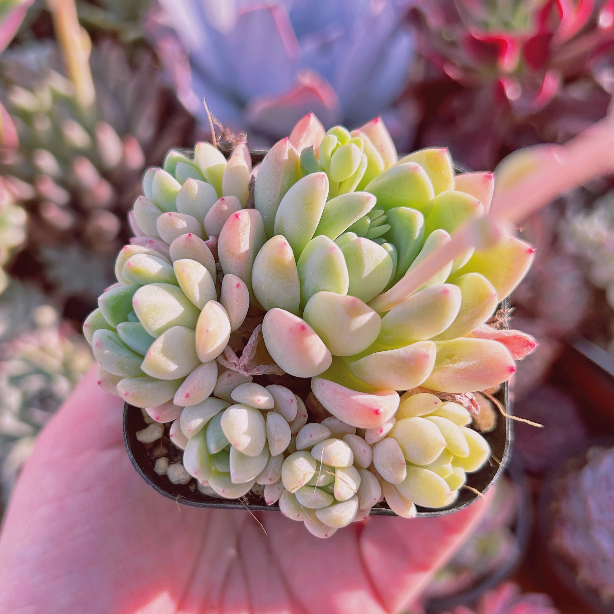 #758現物　多肉植物　玉環