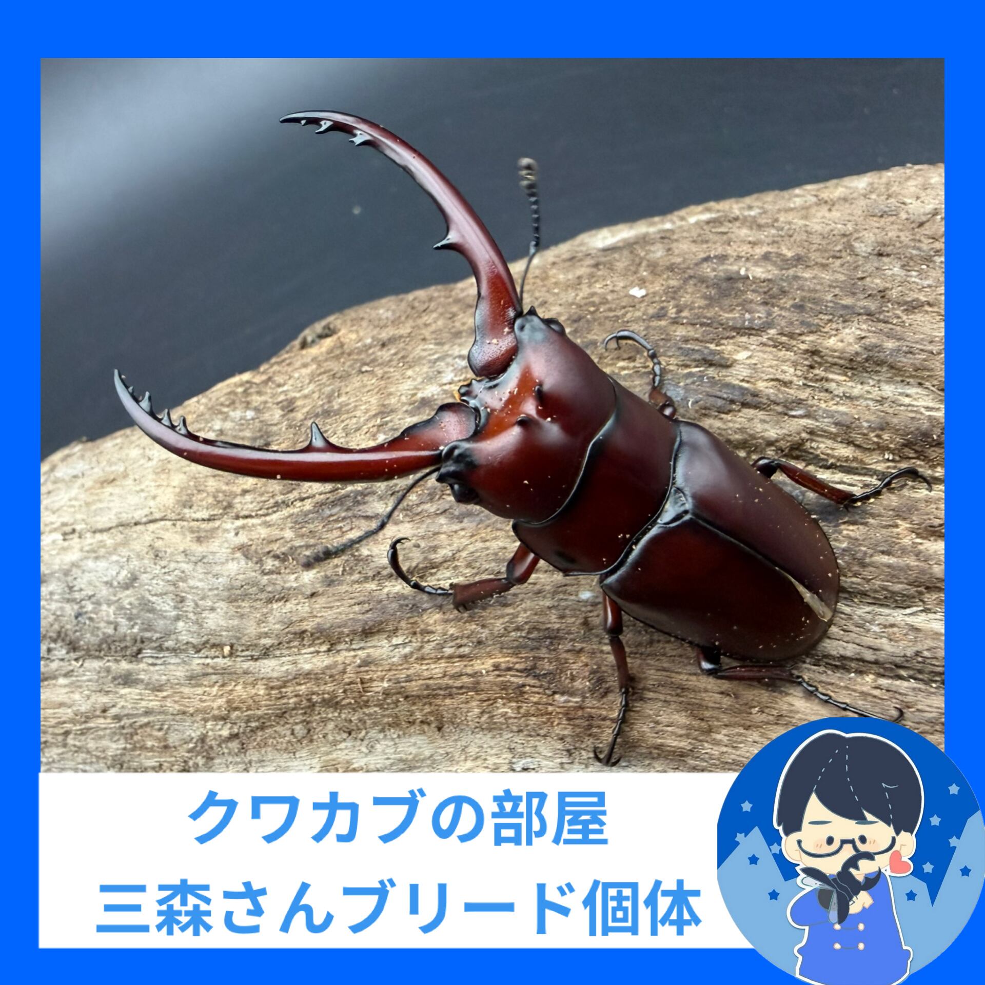 ノコギリクワガタの仲間 | KPW BASE店