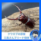 【WF3】《アスタコイデスノコギリ亜種fraternus 56.5mm ペア》クワカブの部屋三森氏ブリード個体