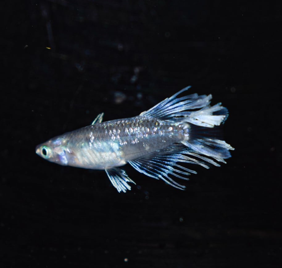 朱光菊ブルー 1ペア＋雌1