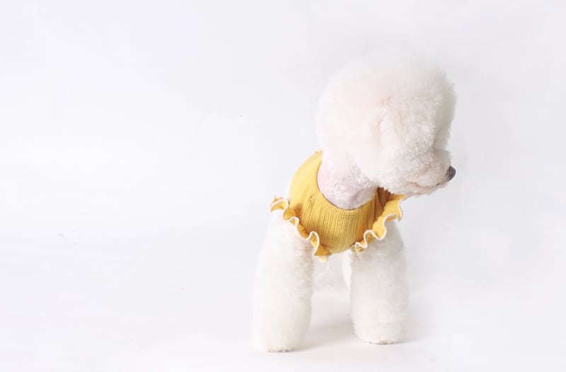 【SALE】  spring frill top S ~ XL 3color / ワンコ服 犬服 新作 可愛い 犬の服 お出かけ ペット洋服 春夏 ドッグウェア