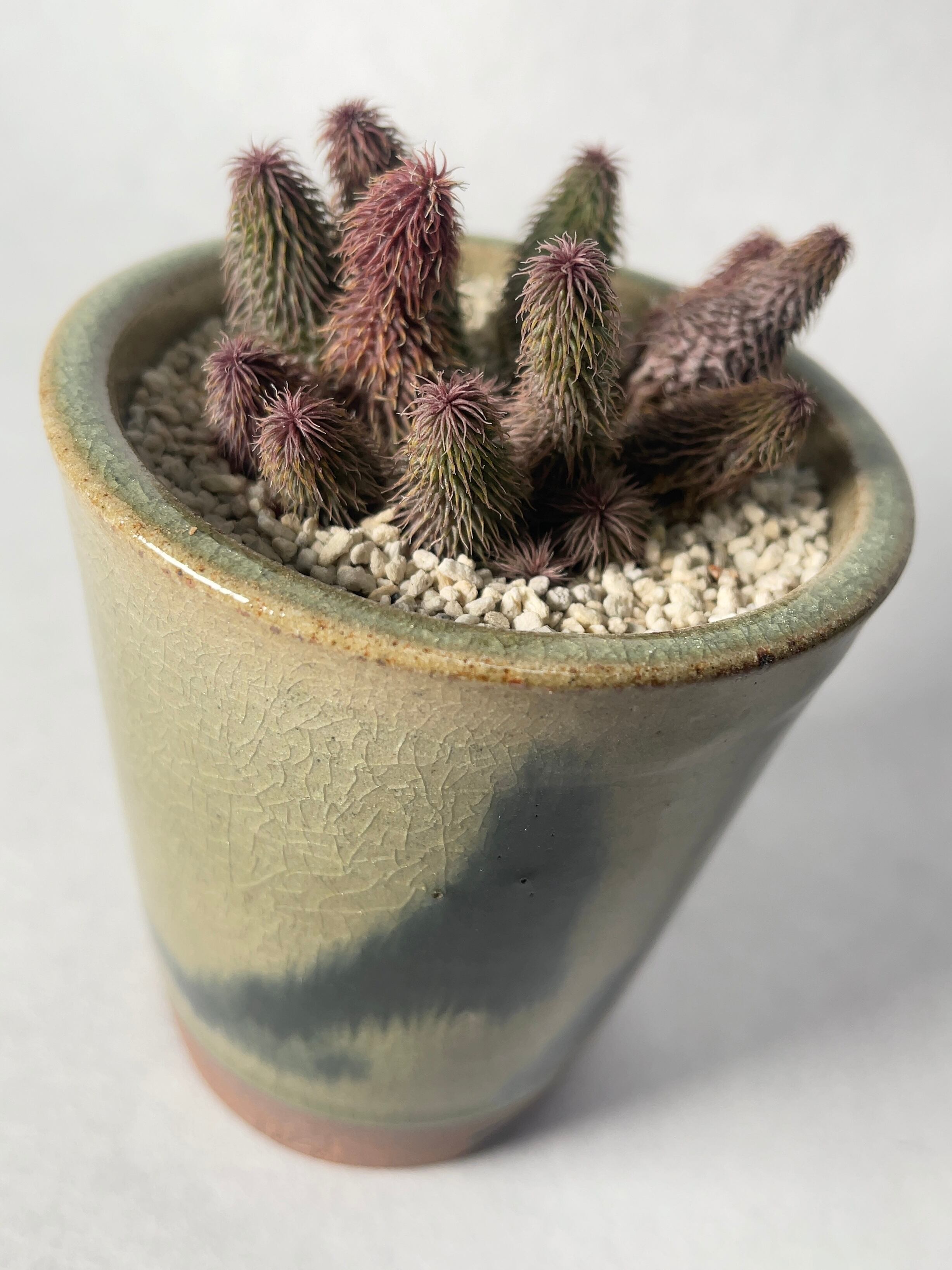 多肉植物^o^  希少！阿修羅 多肉植物^o^ 希少！阿修羅