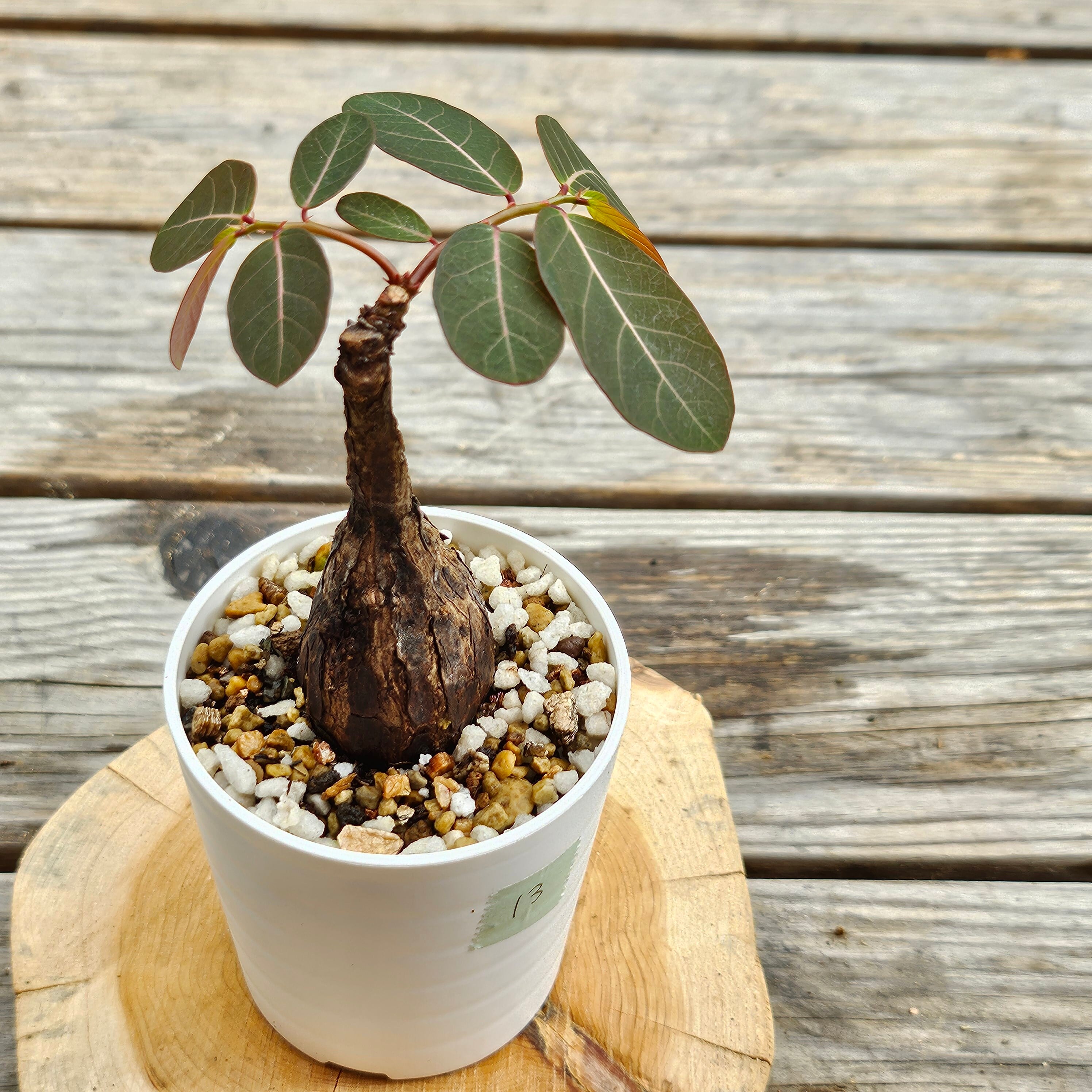 ⑬♡小株♡〚フィランサス・ミラビリス〛Phyllanthus Mirabilis 塊根