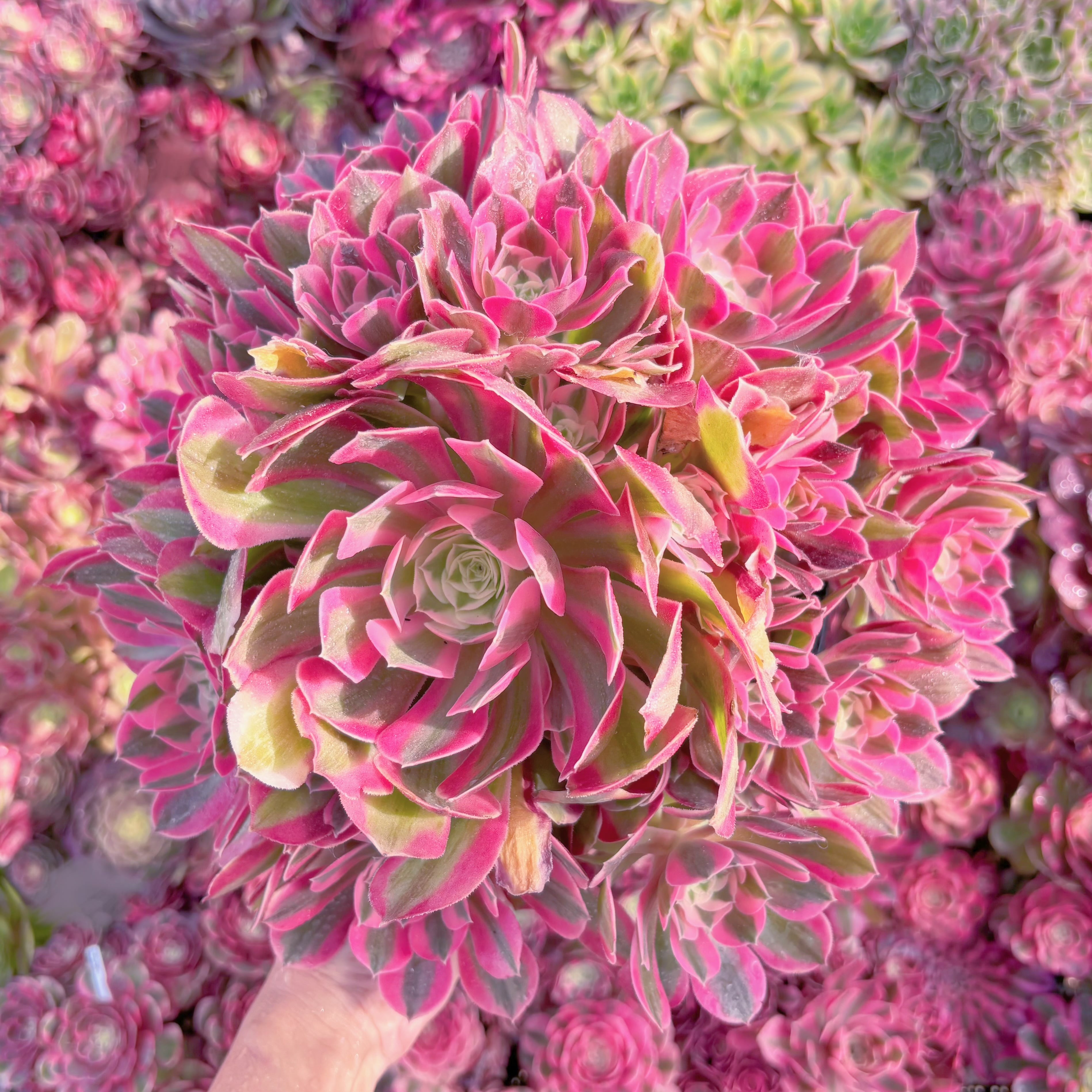 現品　アフラダイティ#K451　特大群生　るる農園