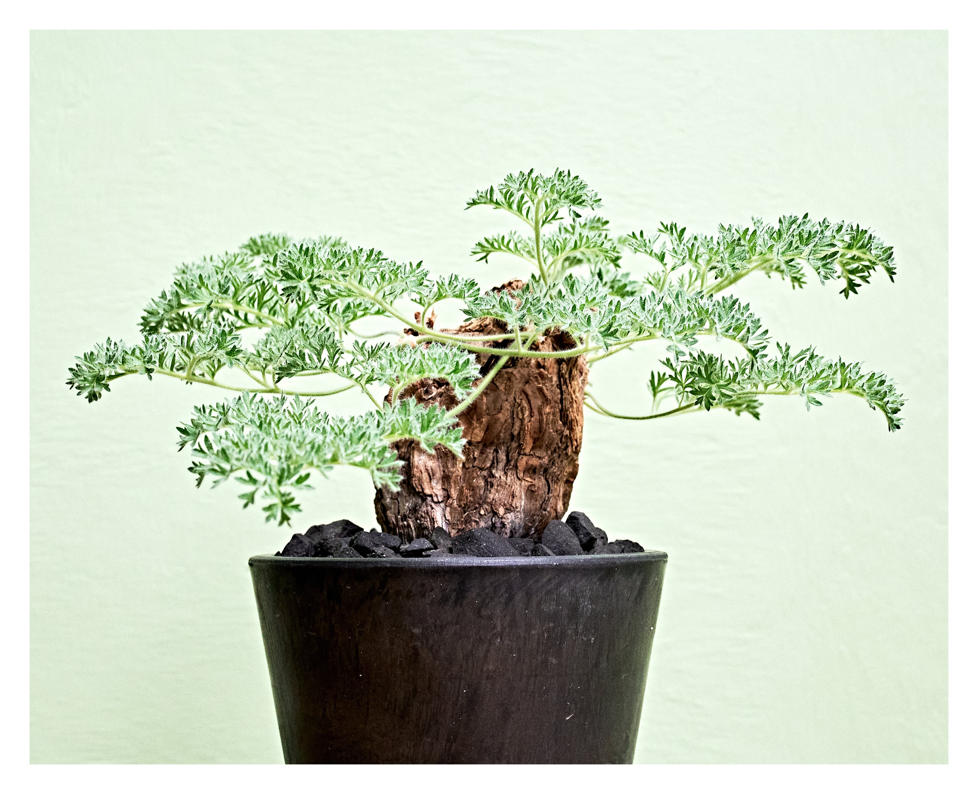 Pelargonium triste ペラルゴニウムトリステ | いい日あたり