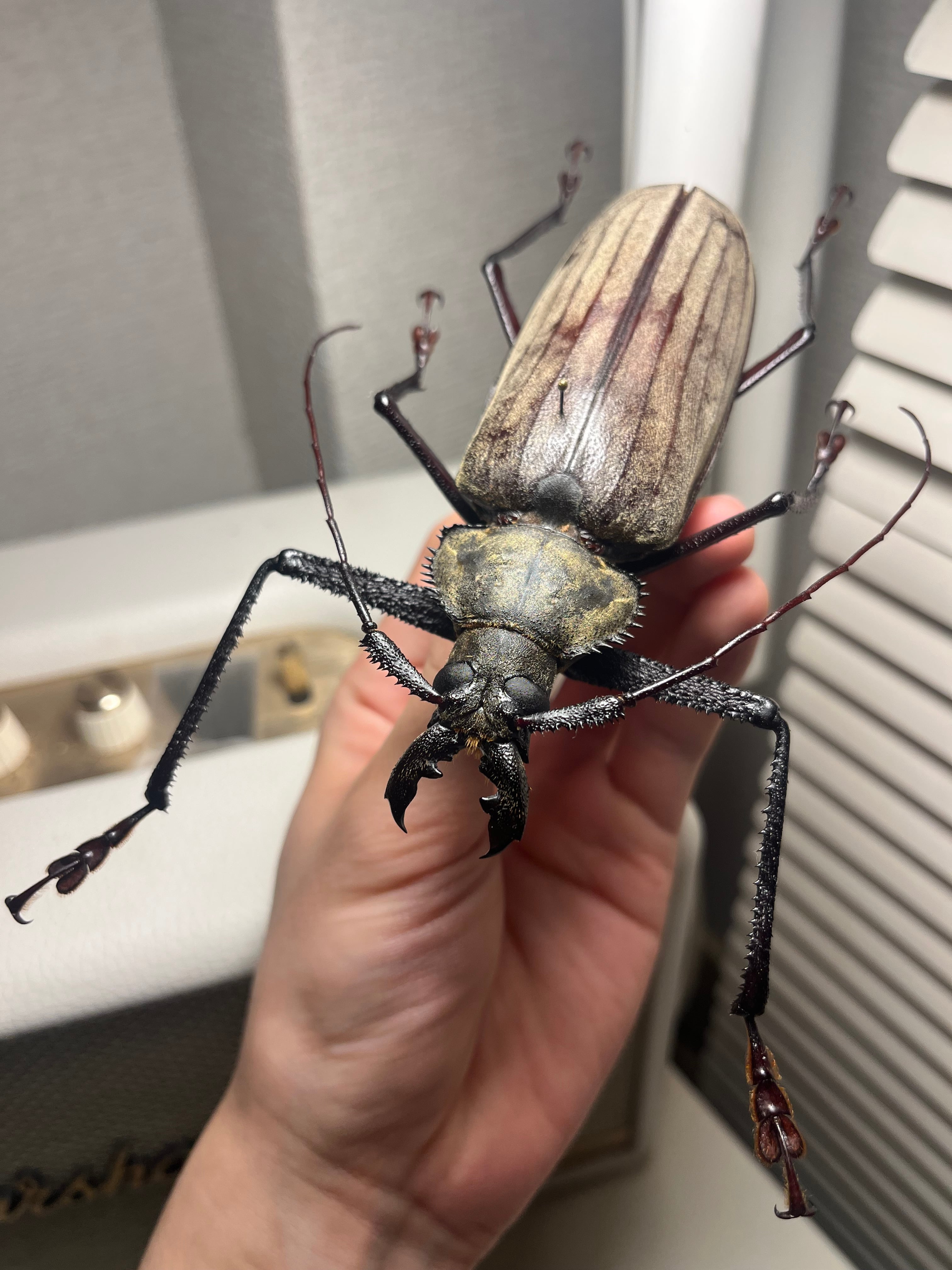 125mm♂】スジバネトゲフチオオウスバカミキリ ブルウスバカミキリ