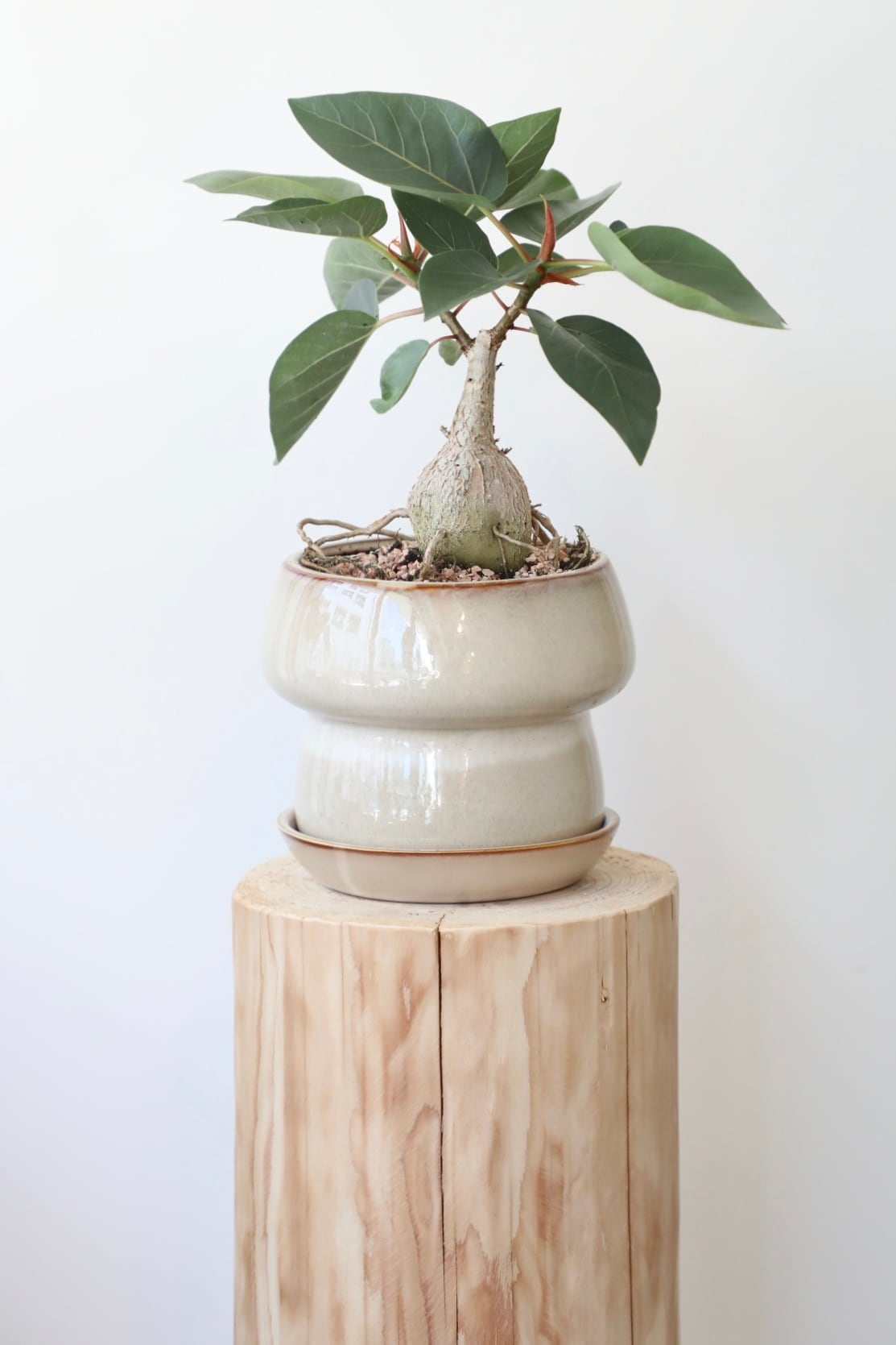 フィカス　パルメリー、コーデックス（鉢付き対応可） ぷっくりと膨らんだ塊根部分から出るハート型の涼しげな葉っぱ