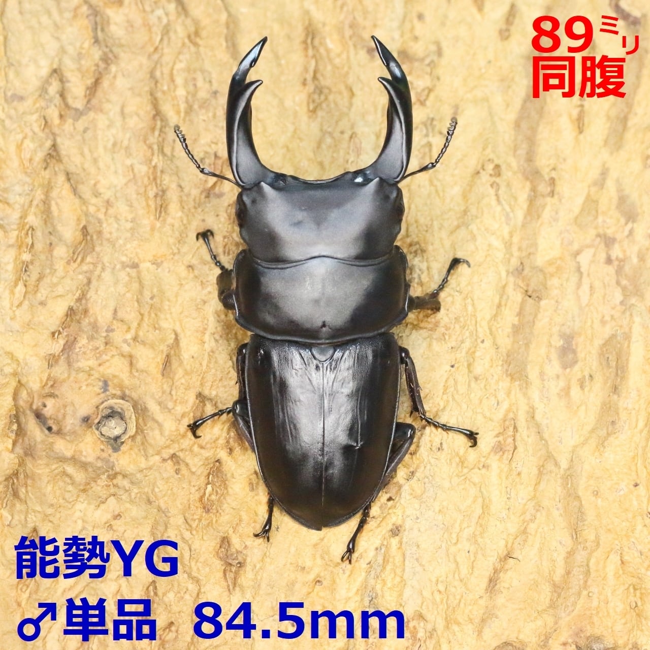 ♂単品 | ROCKET SHOP【オオクワガタ販売】