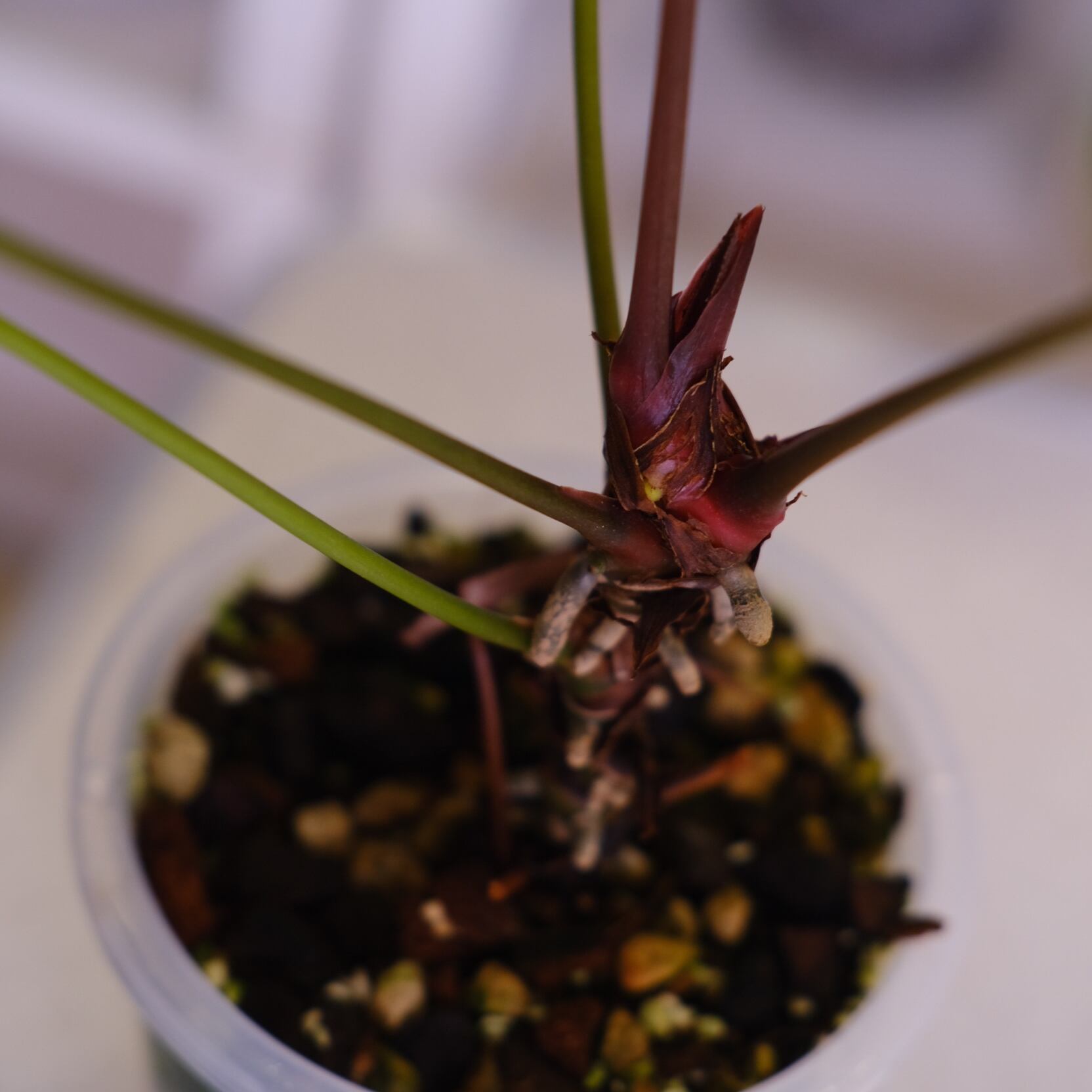 選抜】Red Crystallinum × Silver Blush│アンスリウム・レッド