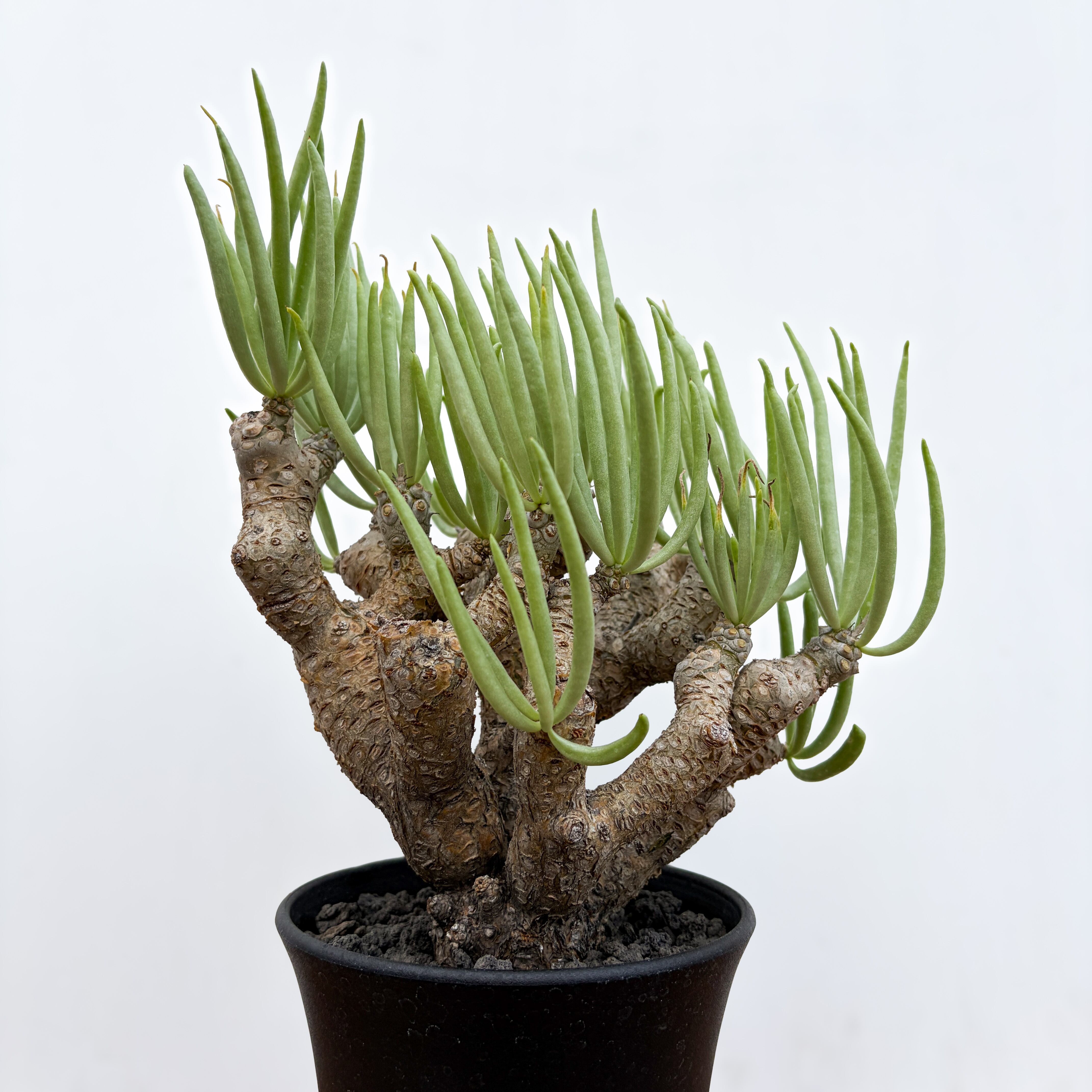 Monsonia peniculina 【モンソニア・ペニクリナム・実生】 | RIMO'S