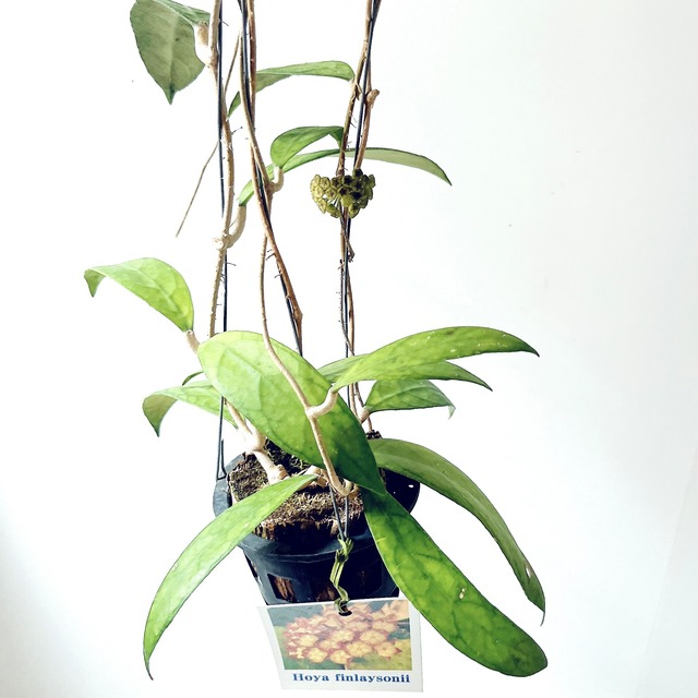 Hoya finlaysonii（ホヤ・フィンレイソニー）観葉植物 calm cafe