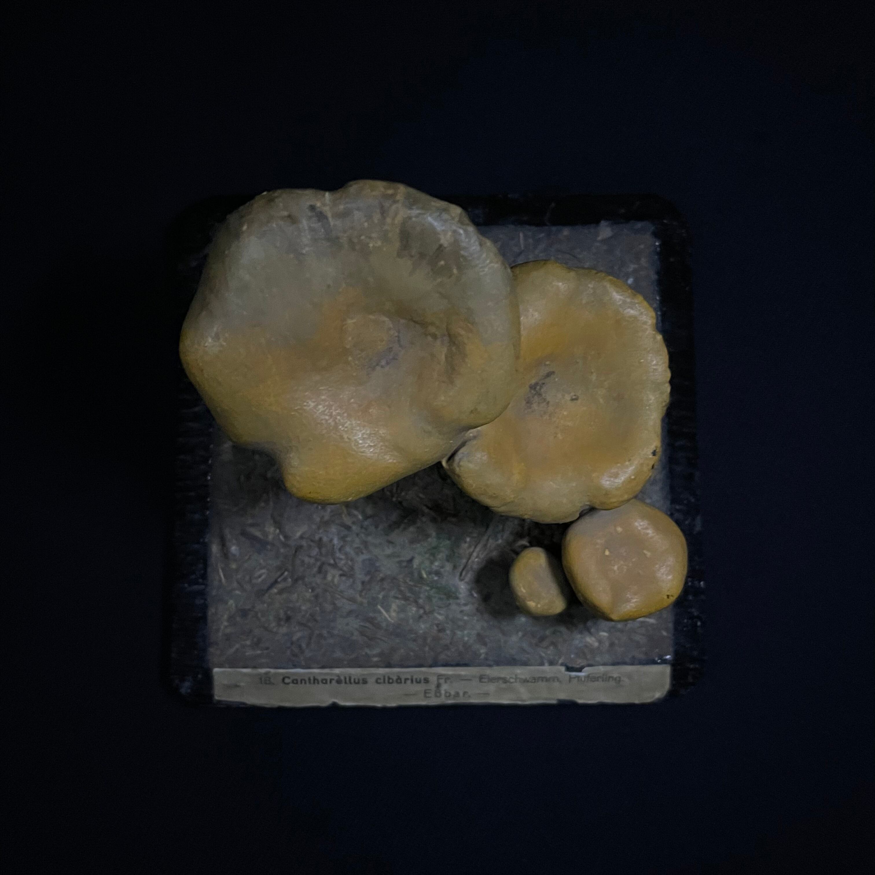 ビンテージ　キノコの模型　大学　フランス　理科系 ビンテージ キノコの模型 大学 フランス 理科系 キノコの標本