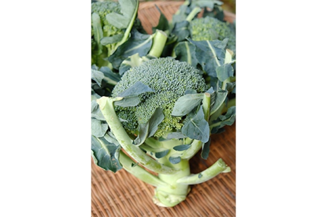 【自然栽培ブロッコリー】ブロッコリー・1個(2/27～3/1発送限定)