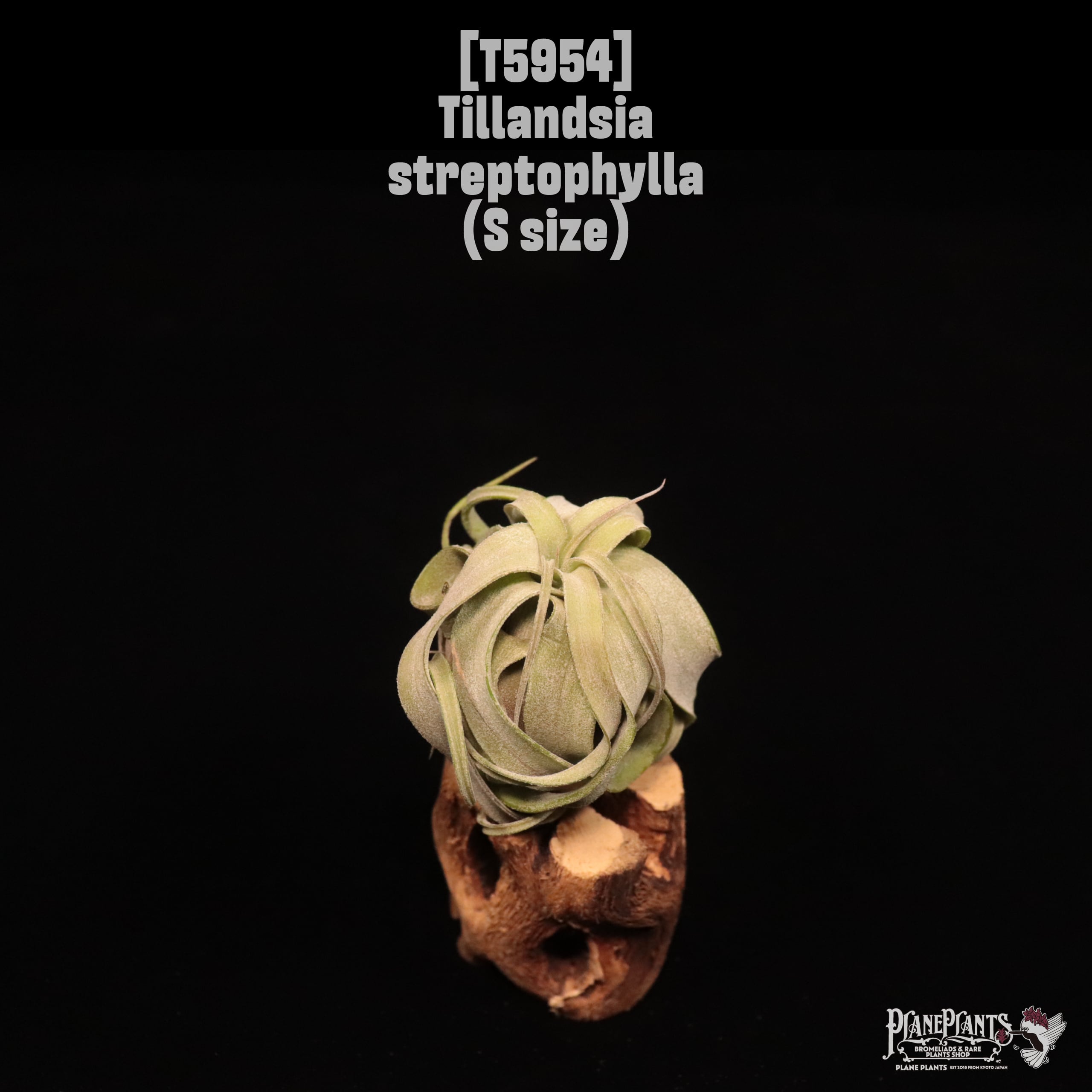 Tillandsia streptophylla S〔ティランジア〕T5954