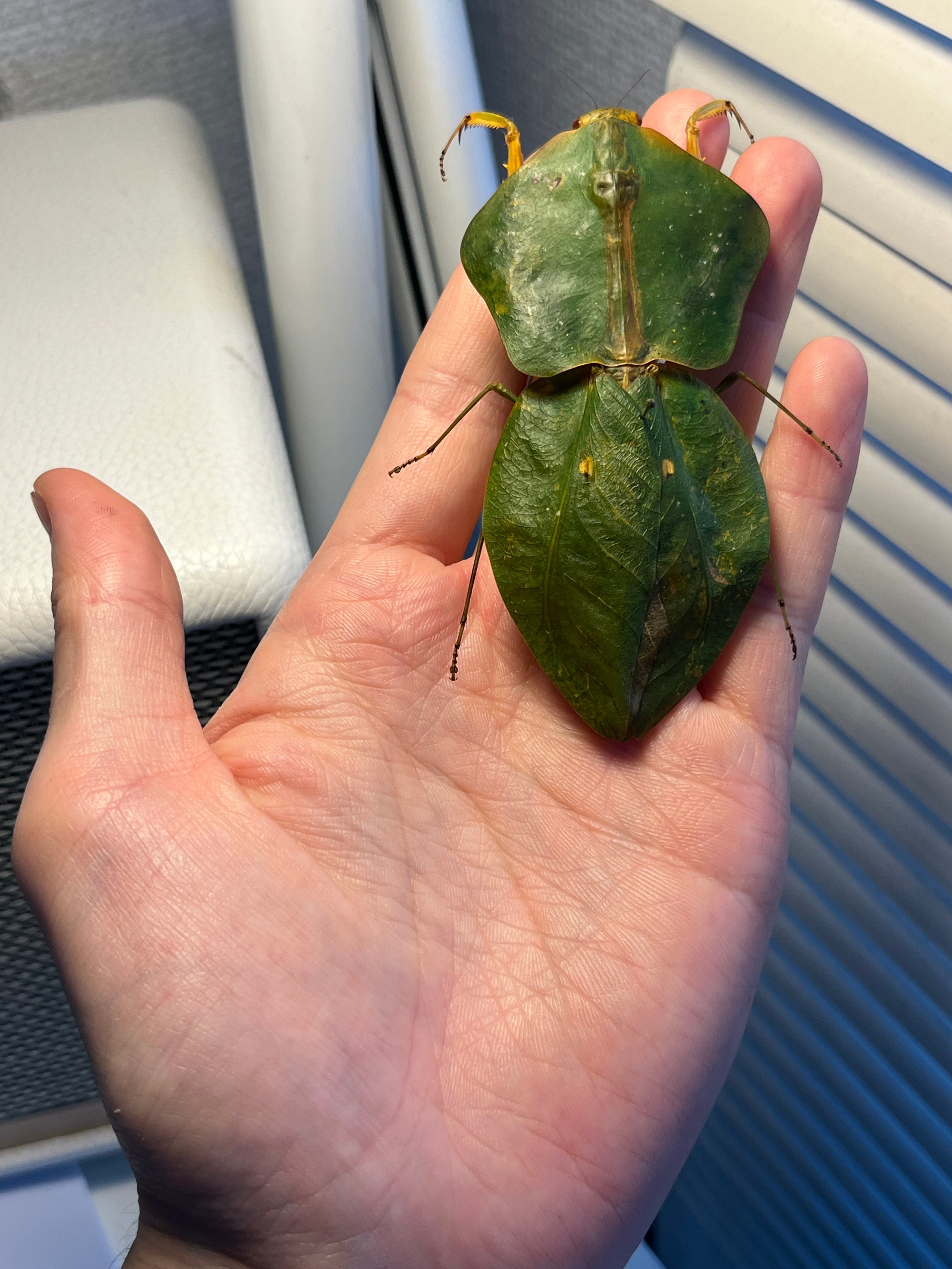 標本】ナンベイマルムネカマキリ Choeradodisキリギリスカマドウマ
