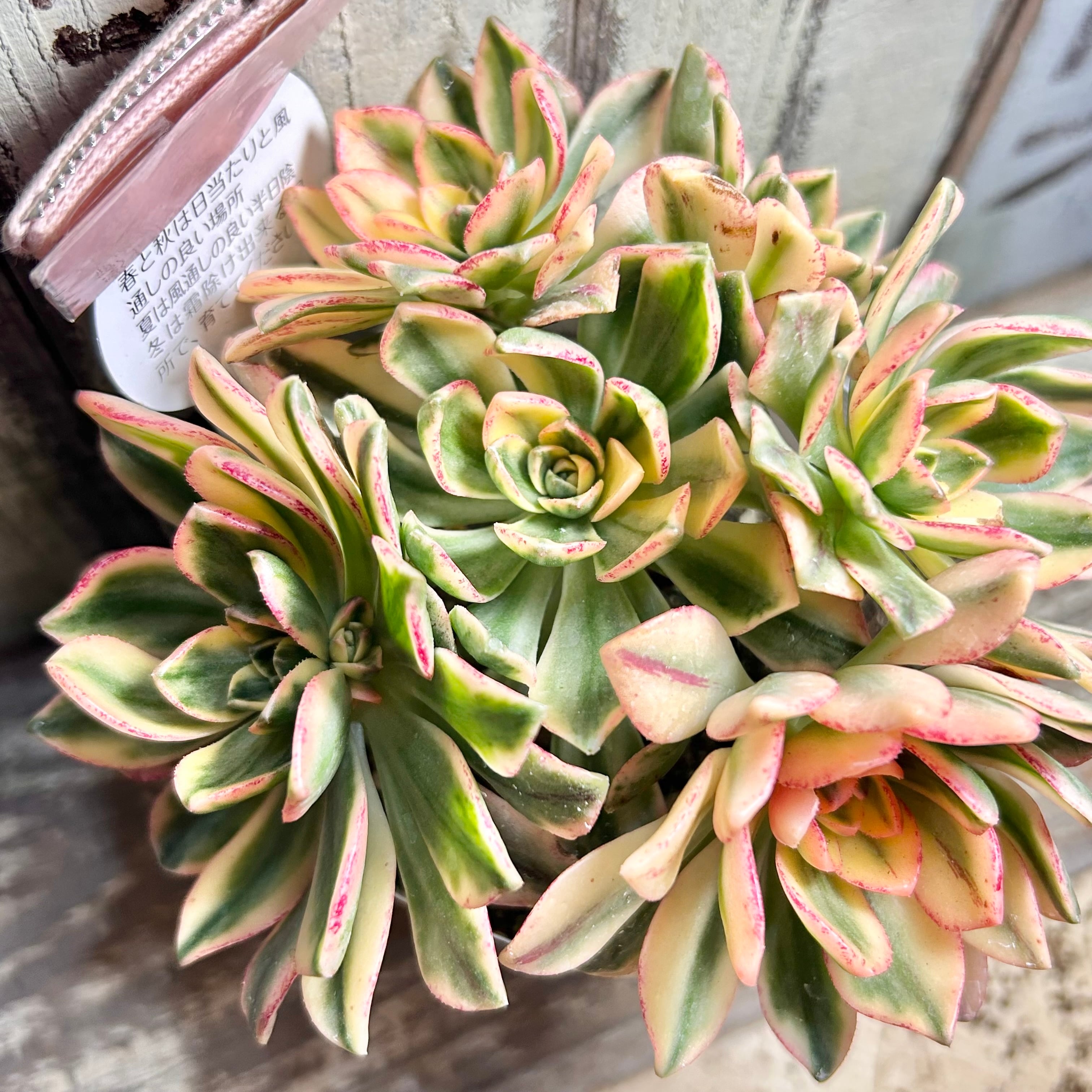 アエオニウム | RuPo 多肉植物専門店