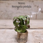 【送料無料】pendula MS〔ネオレゲリア〕現品発送N0010