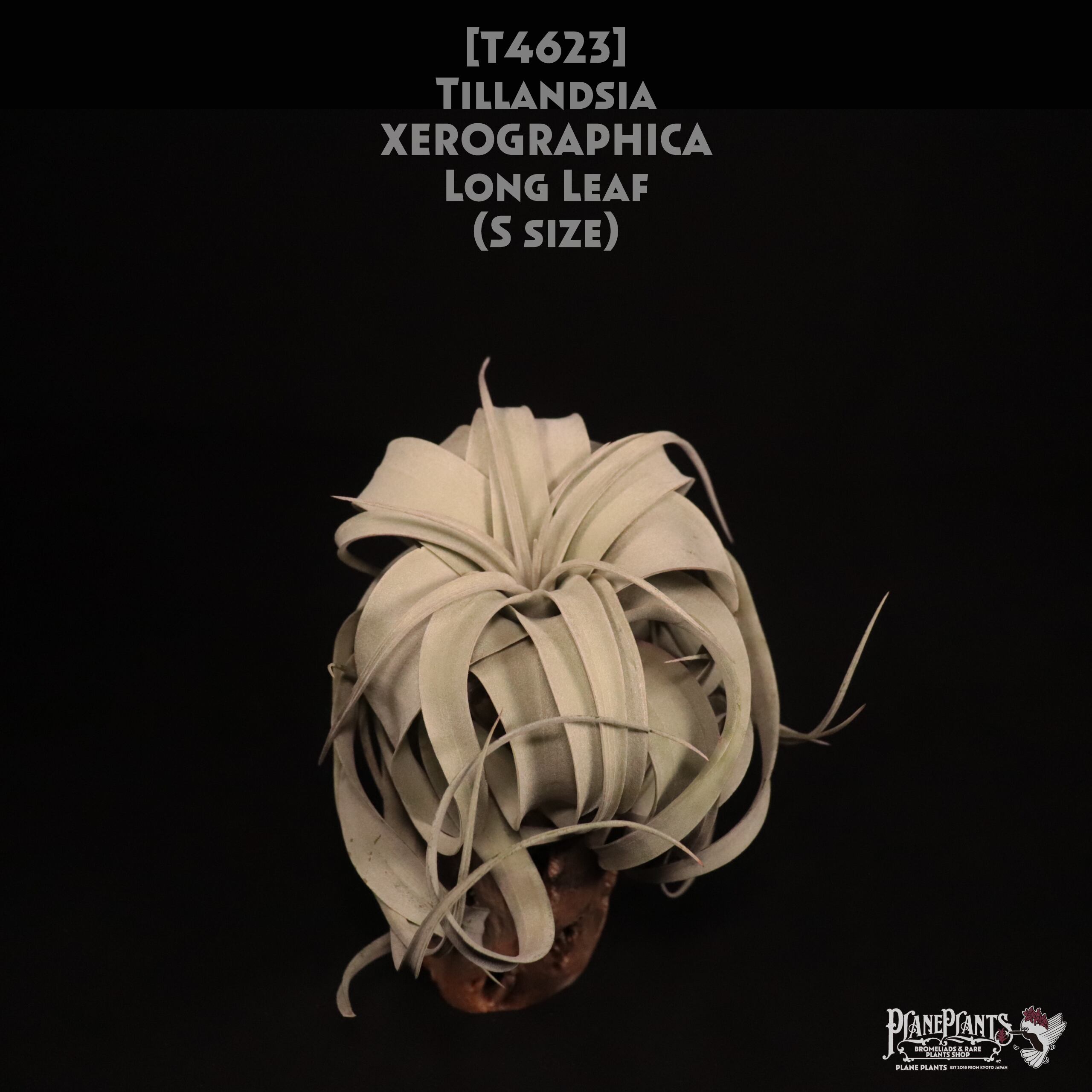 【送料無料】xerographica S Long Leaf〔エアプランツ〕現品発送T4623