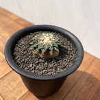 Ariocarpus kotschoubeyanus【アリオカルプス・姫牡丹・実生】