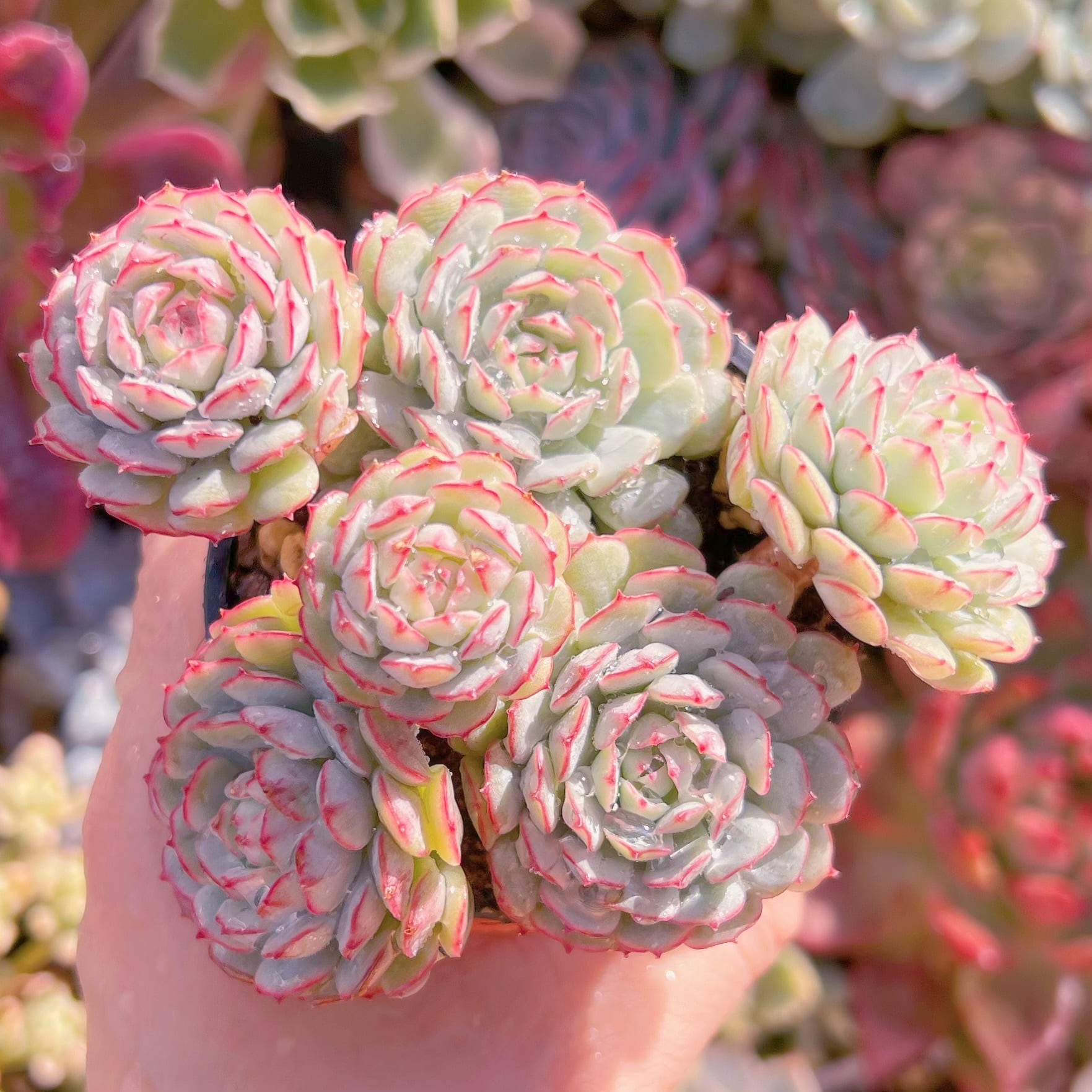 現品　グロブローサx静夜#766   るる農園