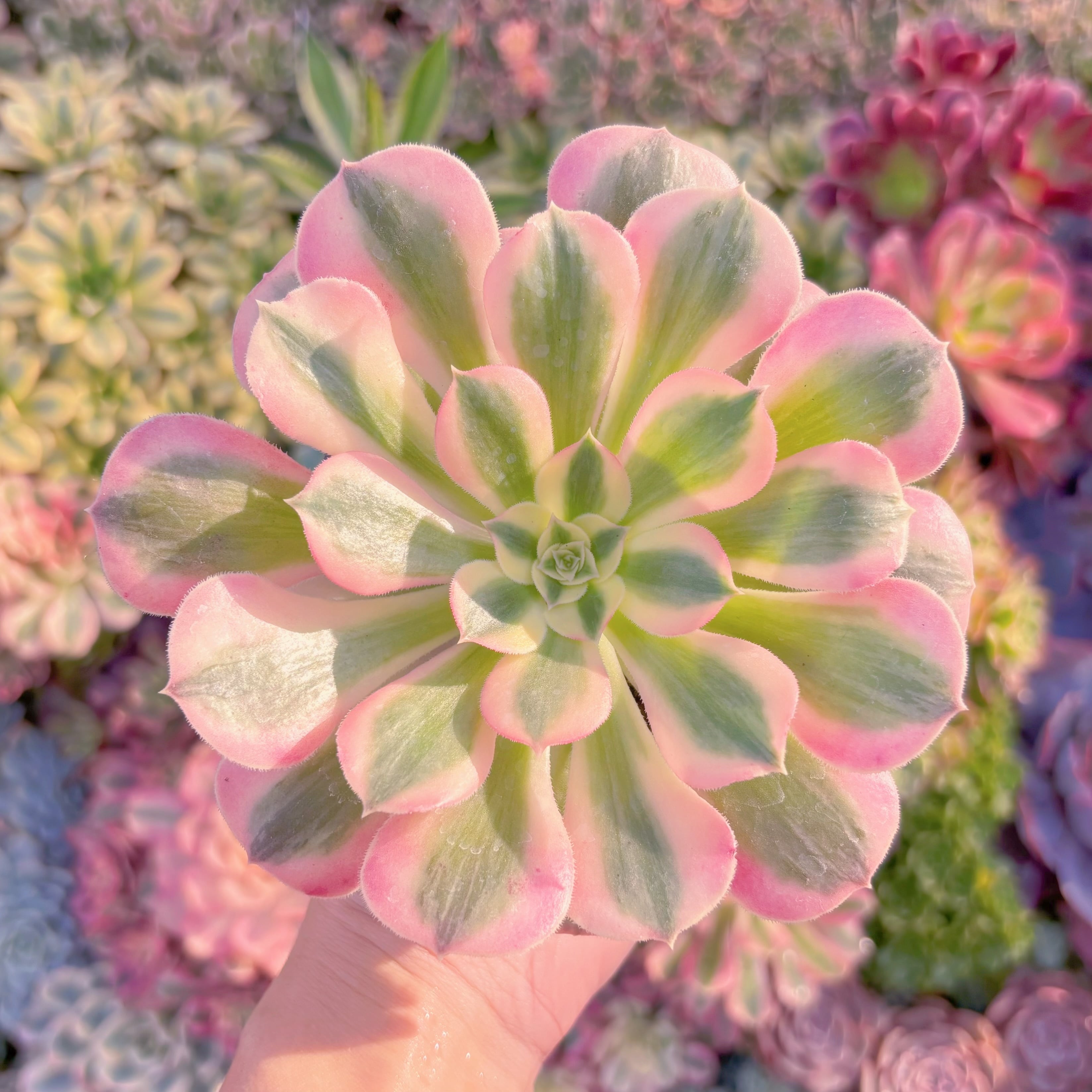 現品　アフラダイティ#M195　るる農園