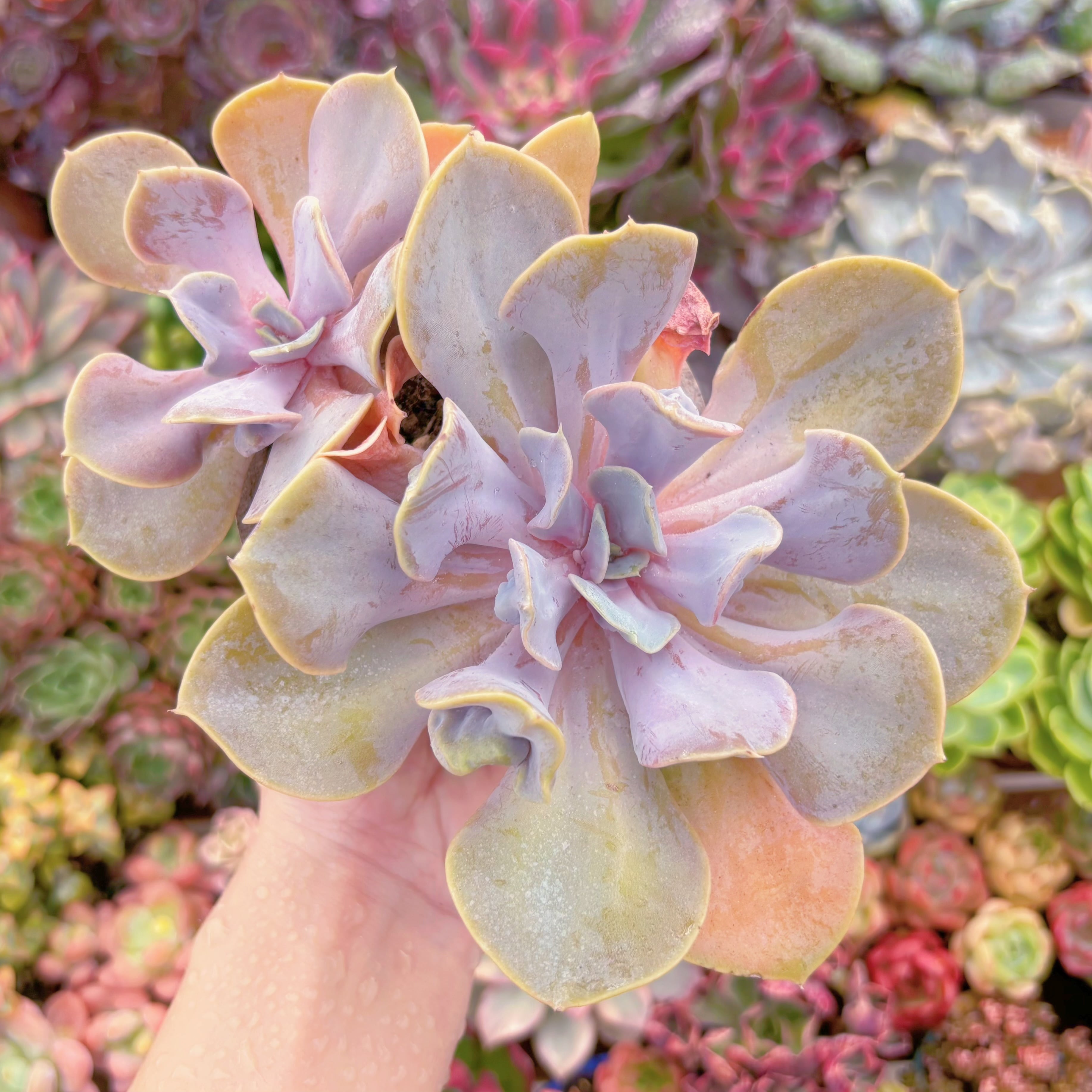 現品 ヴァルキリーエトランペット#667 大群生 るる農園 | るる農園