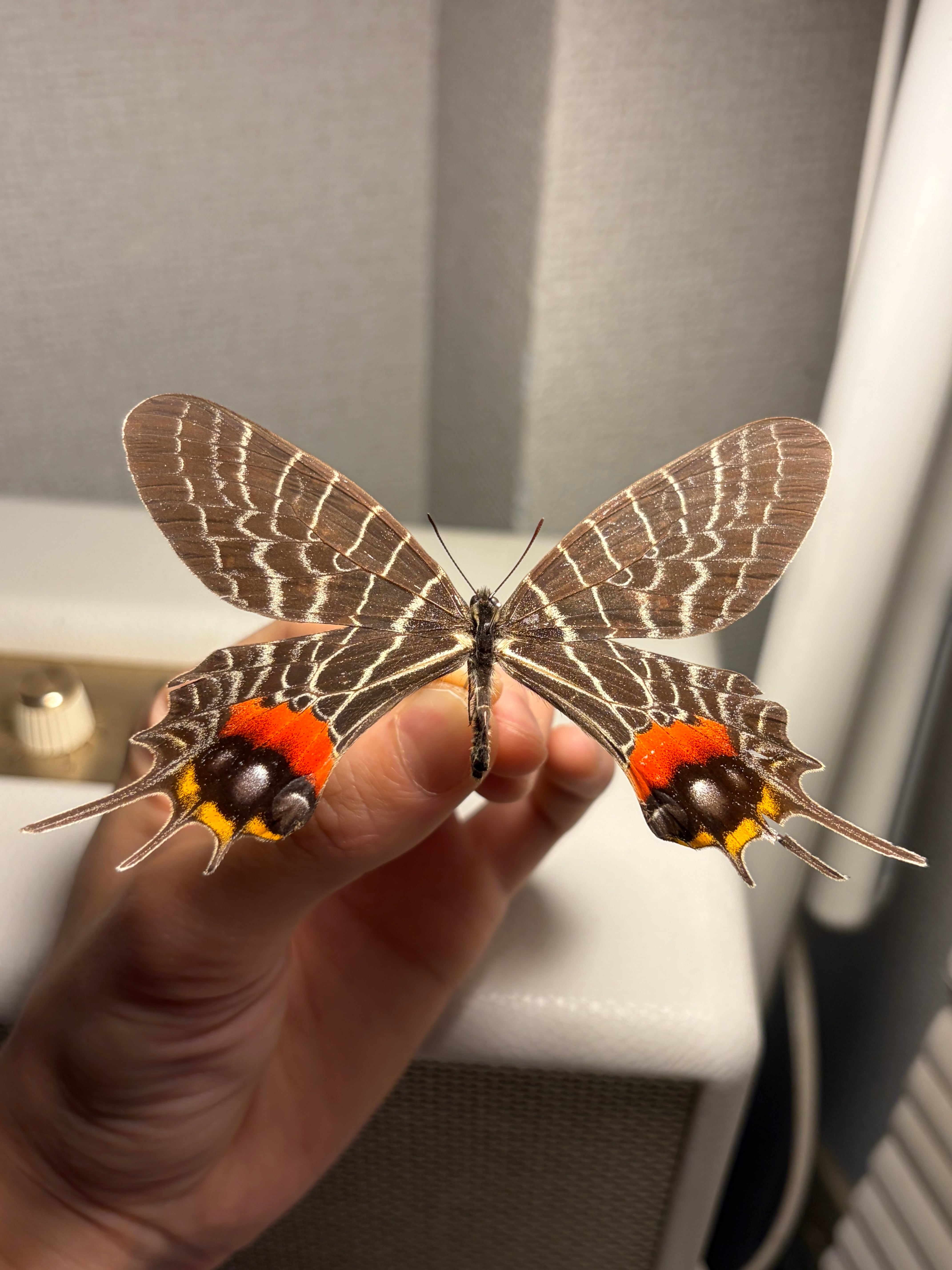 印度産】インドシボリアゲハ 標本 Bhutanitis 蝶 チョウチョ モルフォ