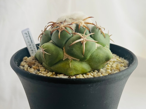 Coryphantha　コリファンタ　グリーンウッディ　サボテン