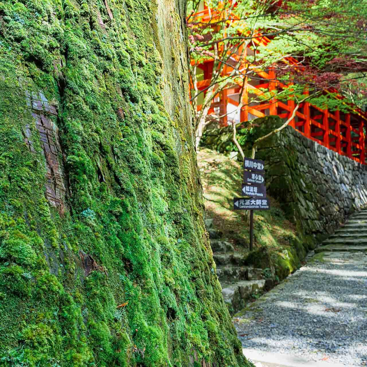 春の苔［延暦寺］ | kokenomusumade