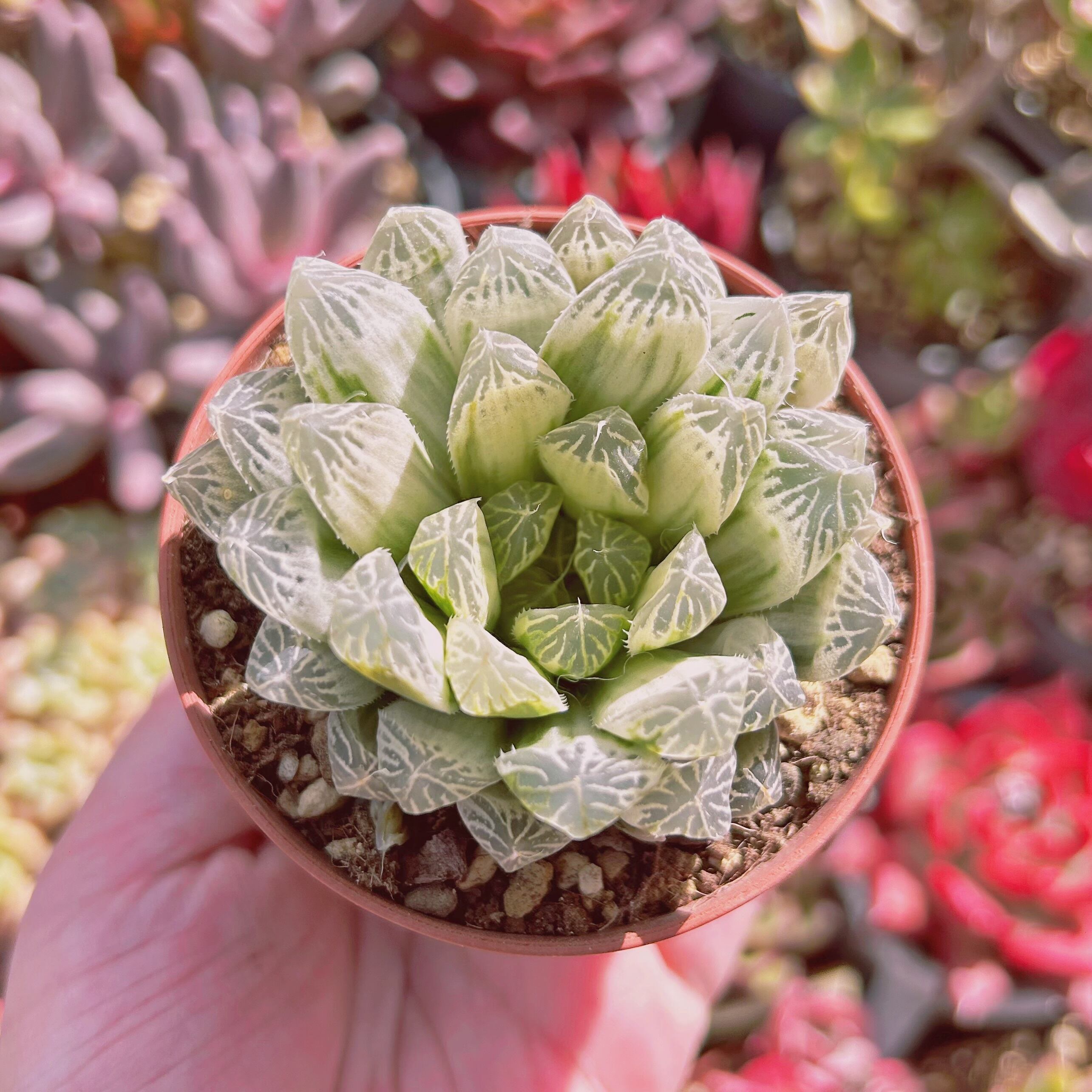 現物　多肉植物　Haworthia cooperi cv. variegata