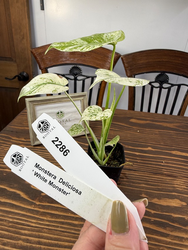 ★2286【魅力な美株】モンステラ　デリシオーサ　ホワイトモンスター（2.5号硬質ポット）