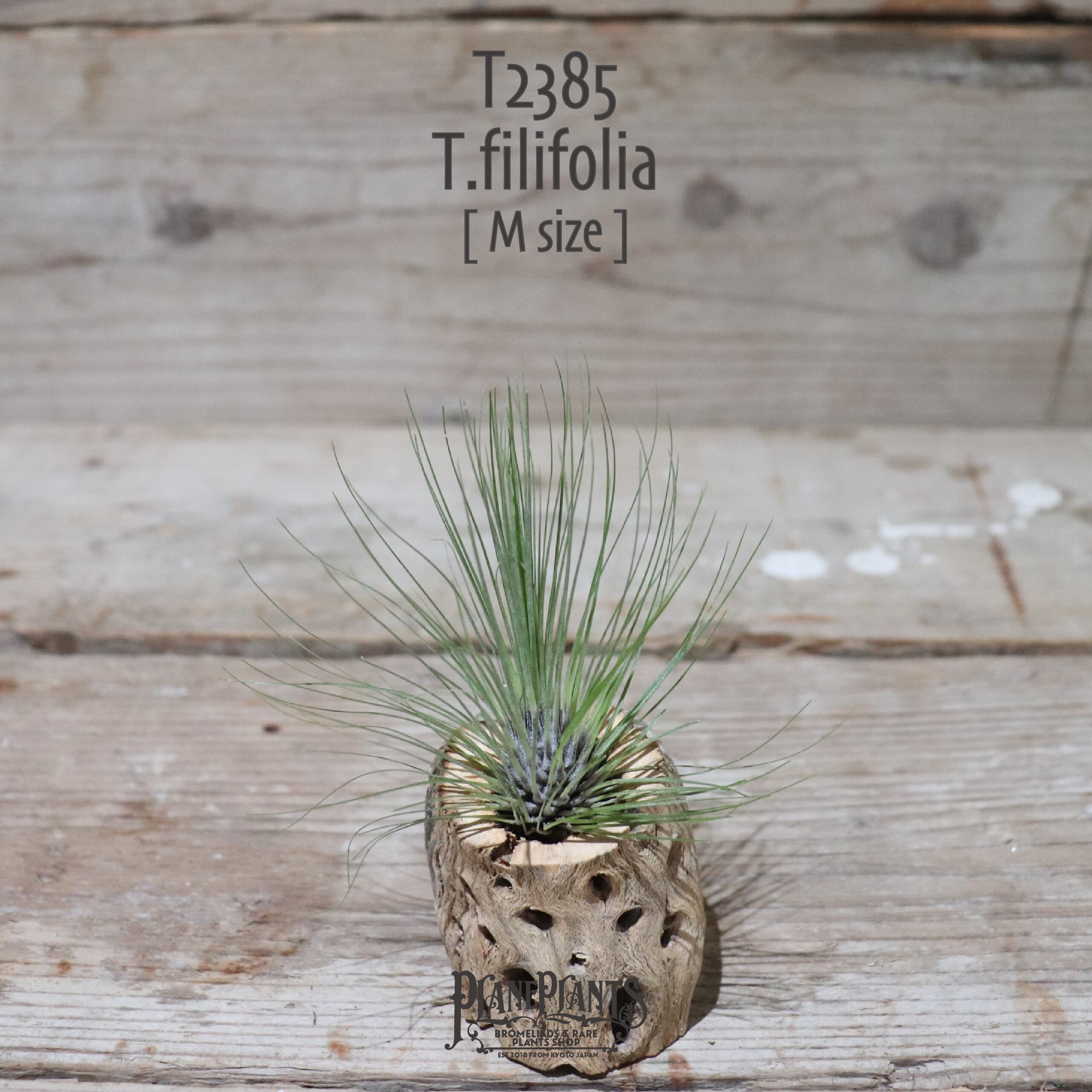 【送料無料】filifolia M〔エアプランツ〕現品発送T2385