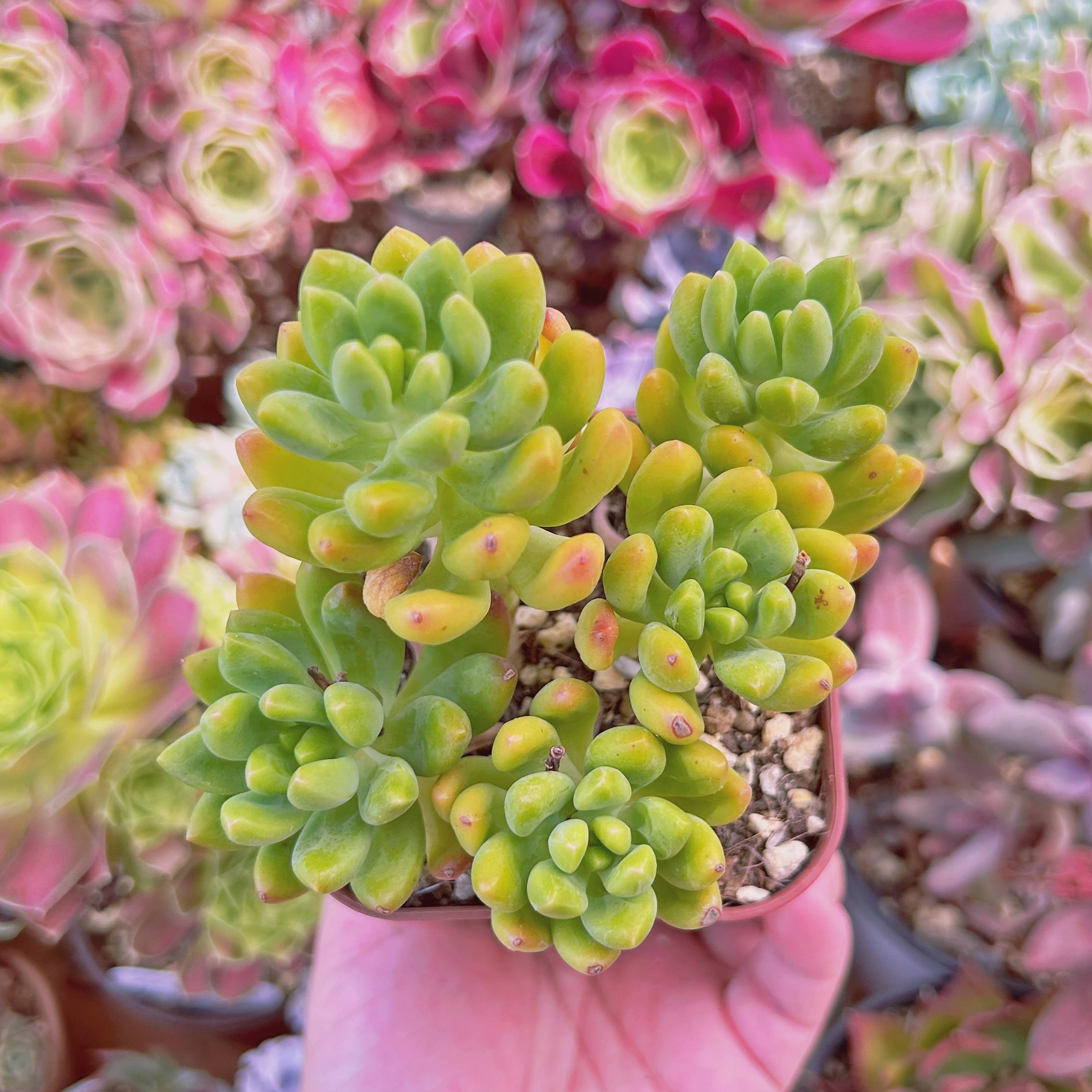 多肉植物春萌古株 多肉植物春萌古株
