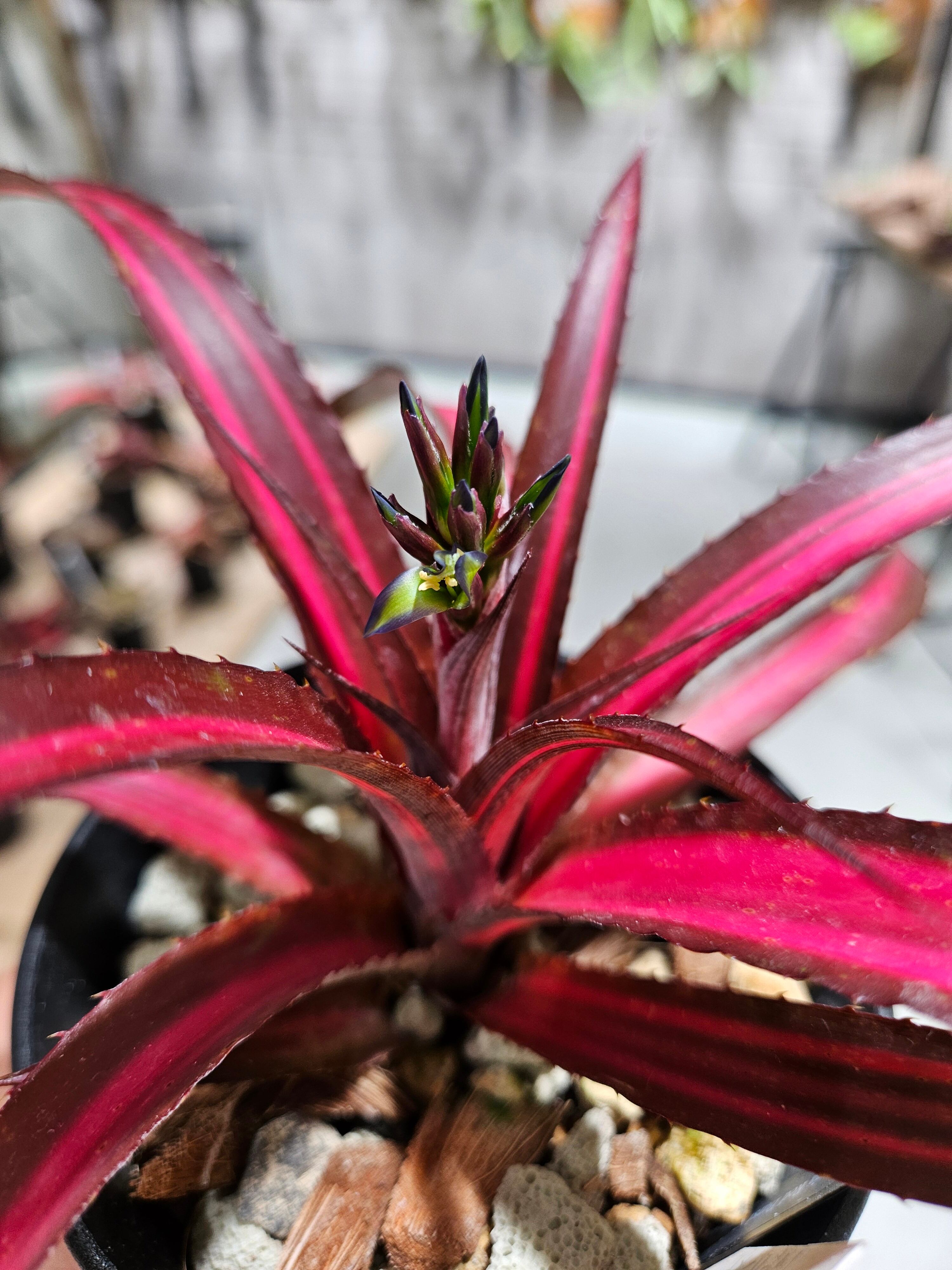 イタリア メリ・ピエーロ社『Flesh for the garden』A・リンチ