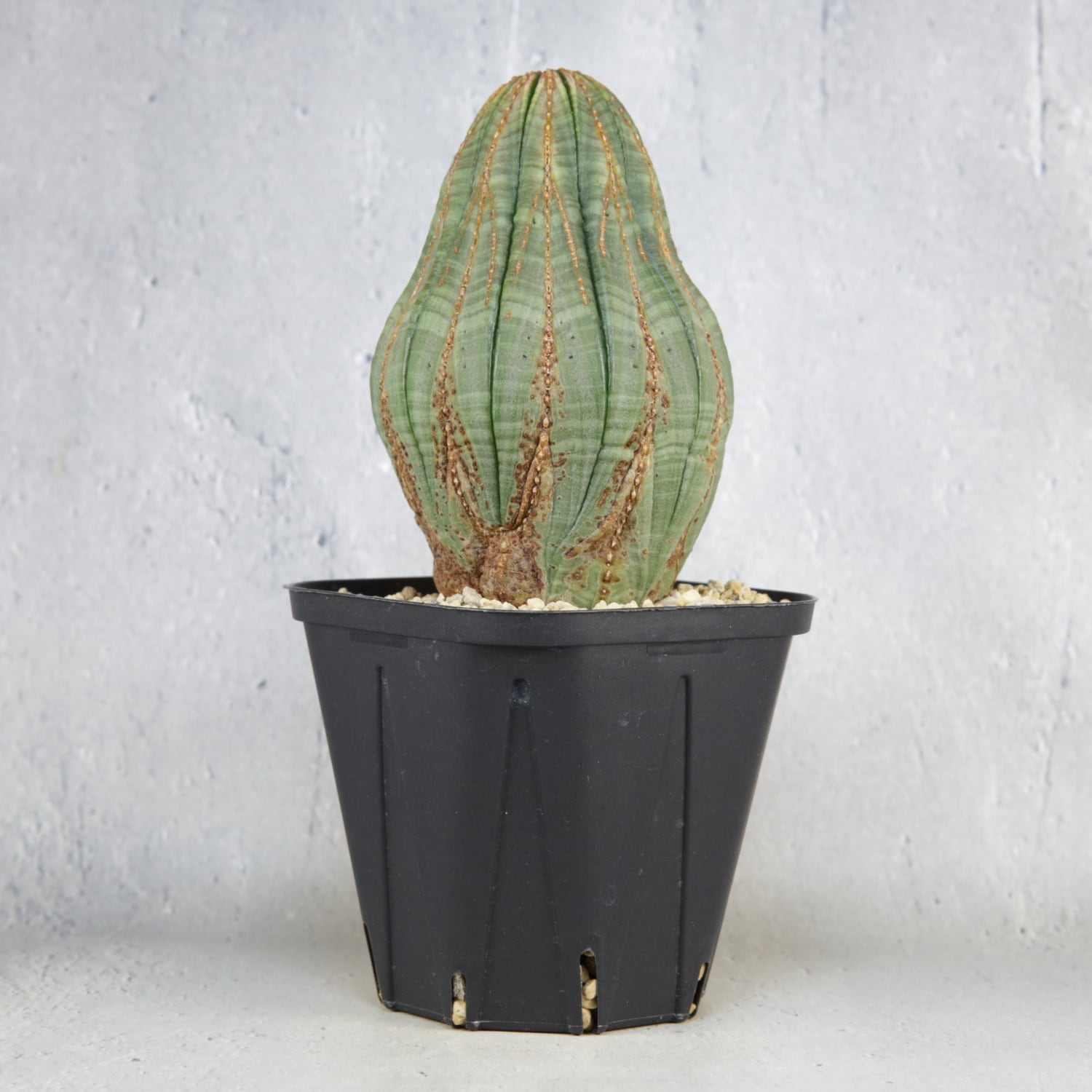 ユーフォルビア オベサ ひょうたん型 【公式通販】