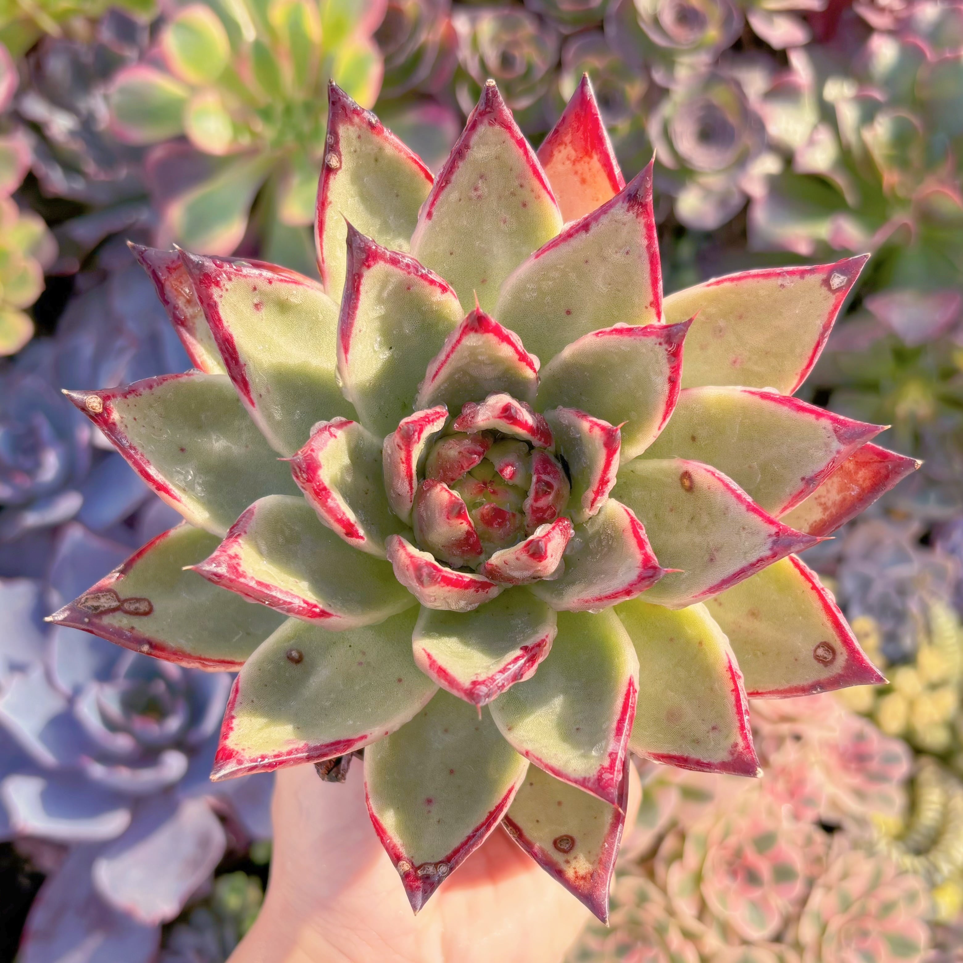 現品　黒魔王#A32　特大苗　るる農園