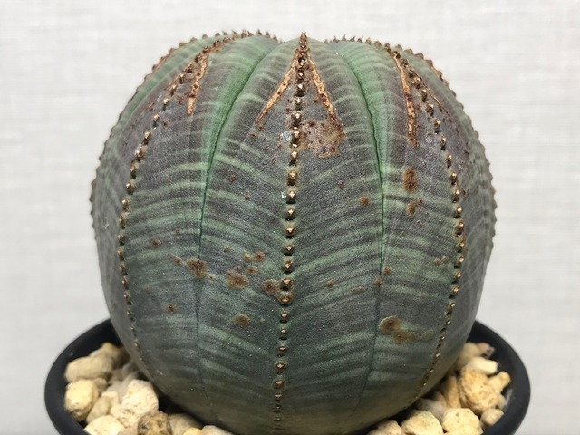 ユーフォルビア オベサ