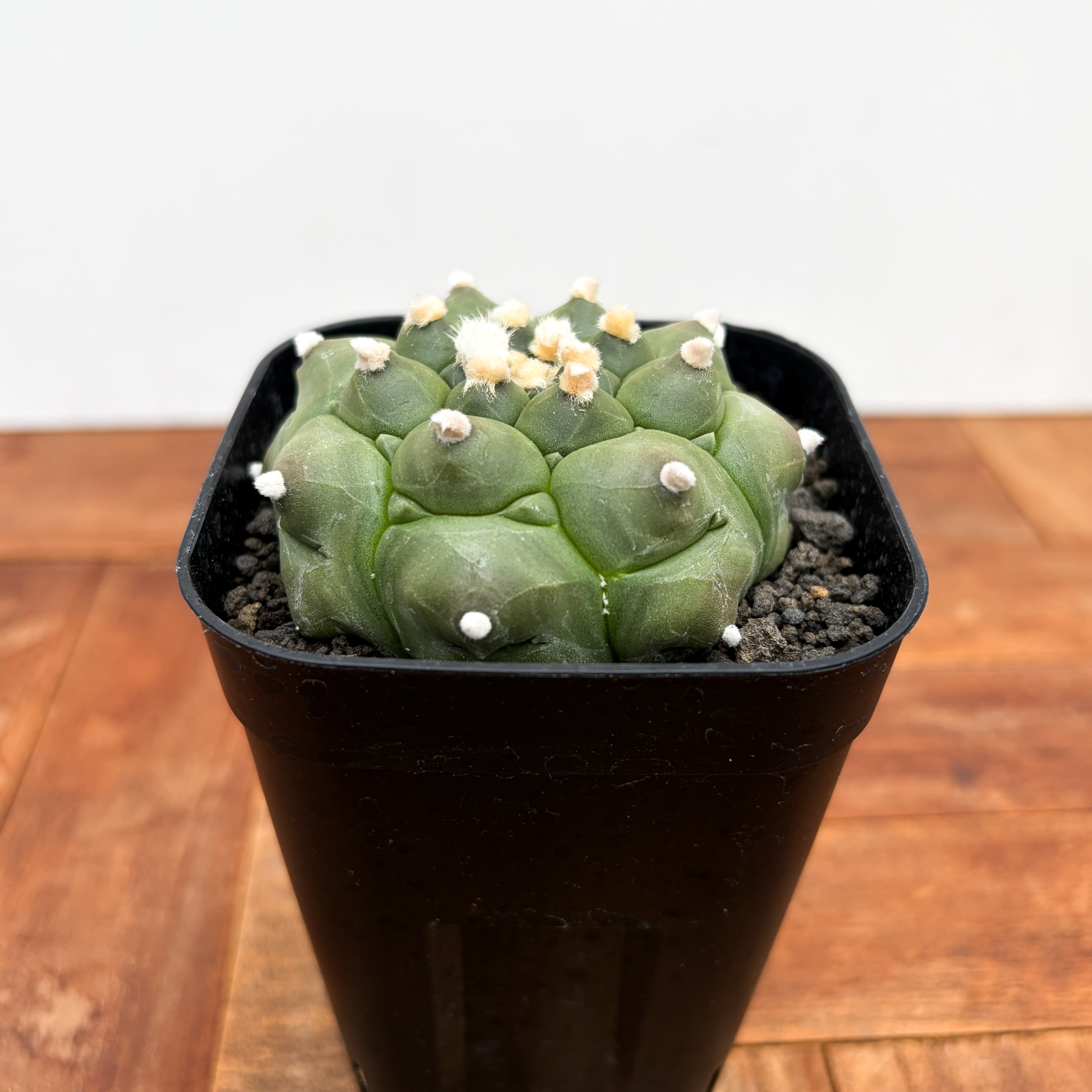 SABOTEN | RIMO'S GREEN 【Saboten & Succulent】