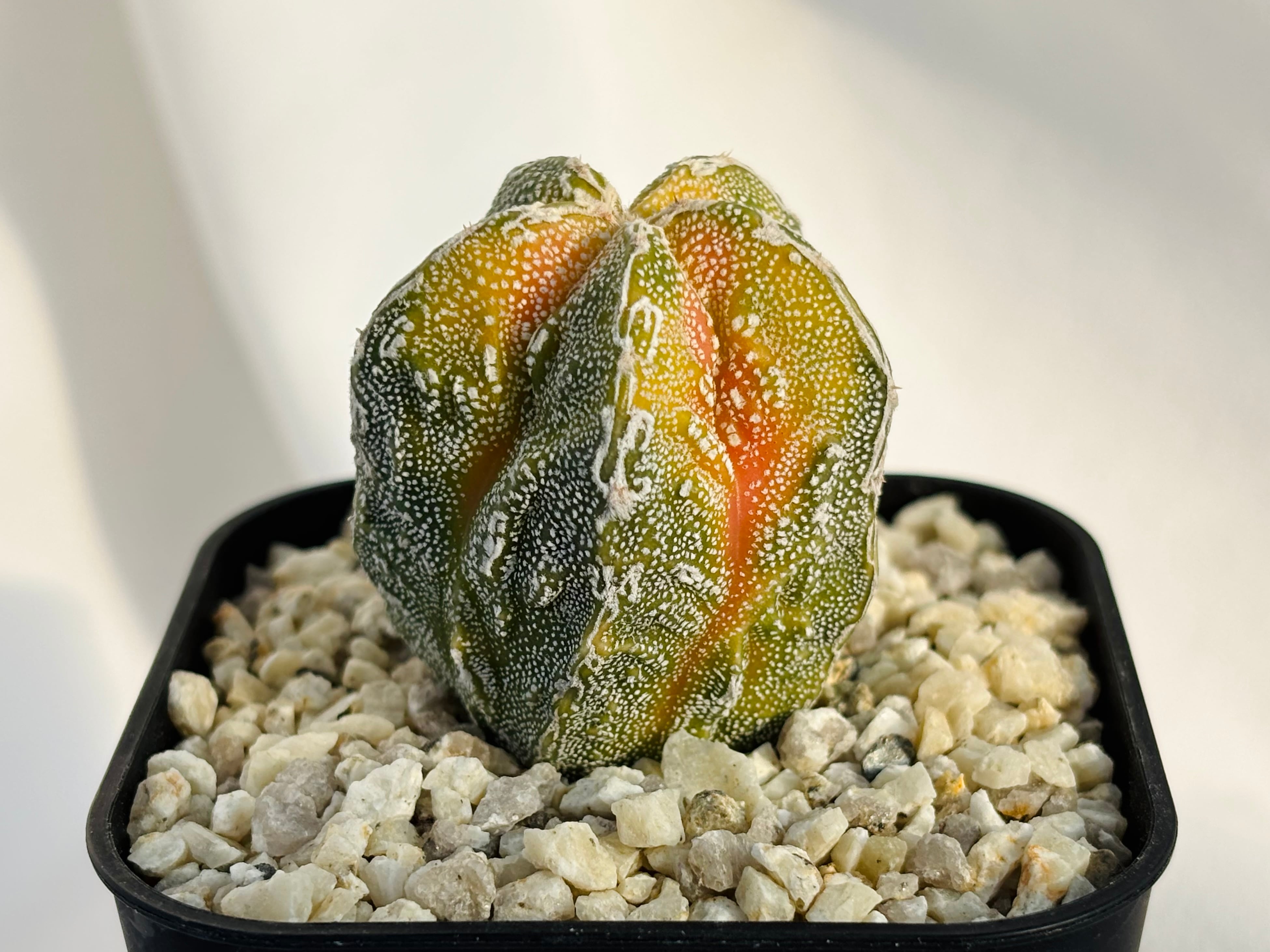Astrophytum アストロフィツム | plants MARU ーサボテン・多肉植物の