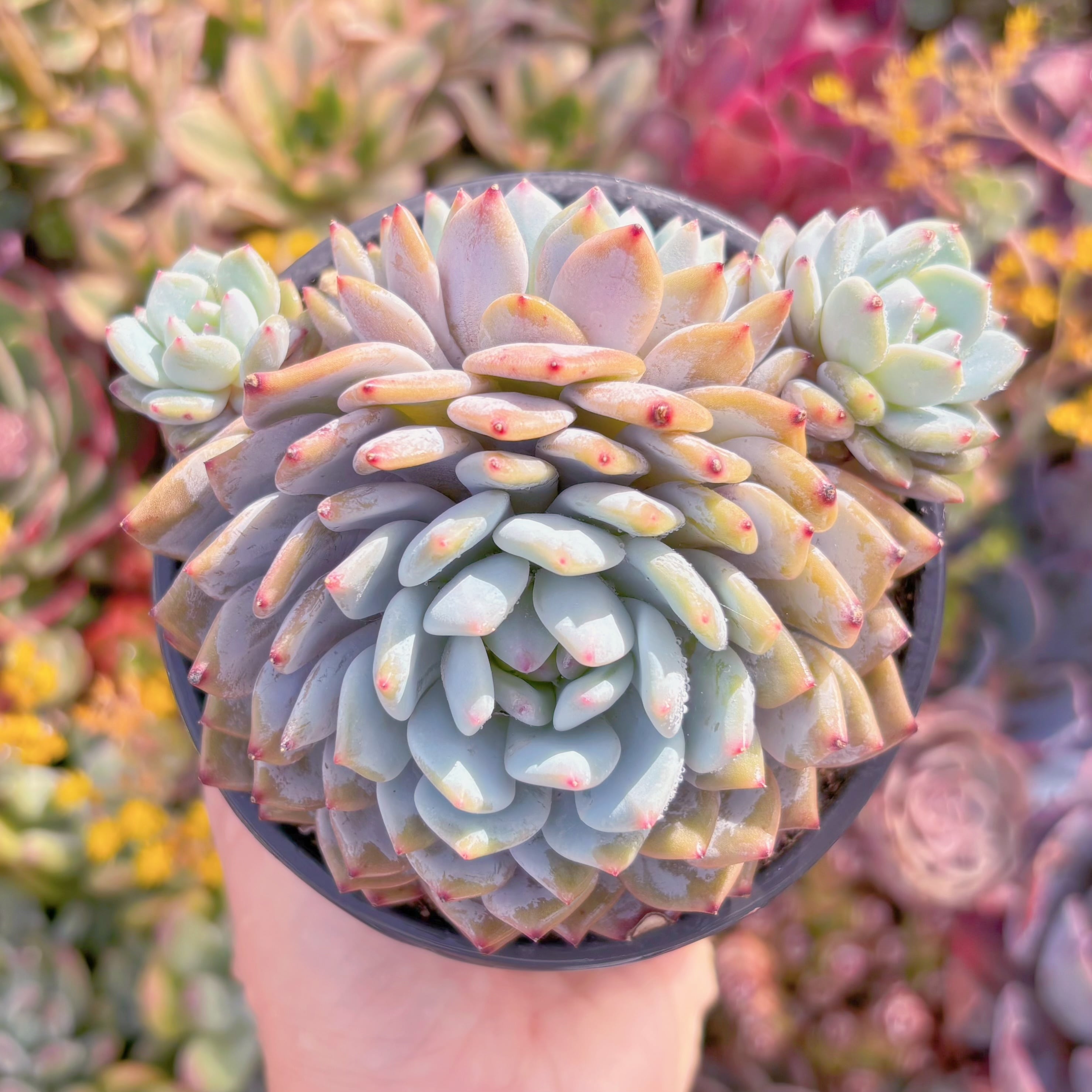 現品　玉芙蓉#F231　大苗　るる農園